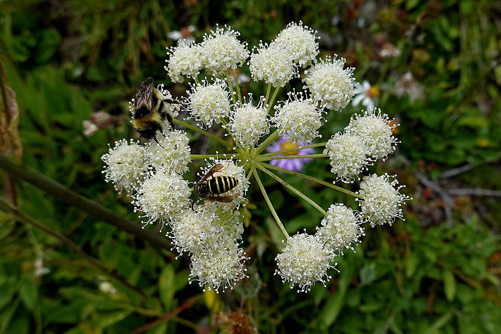 Flowers with friends