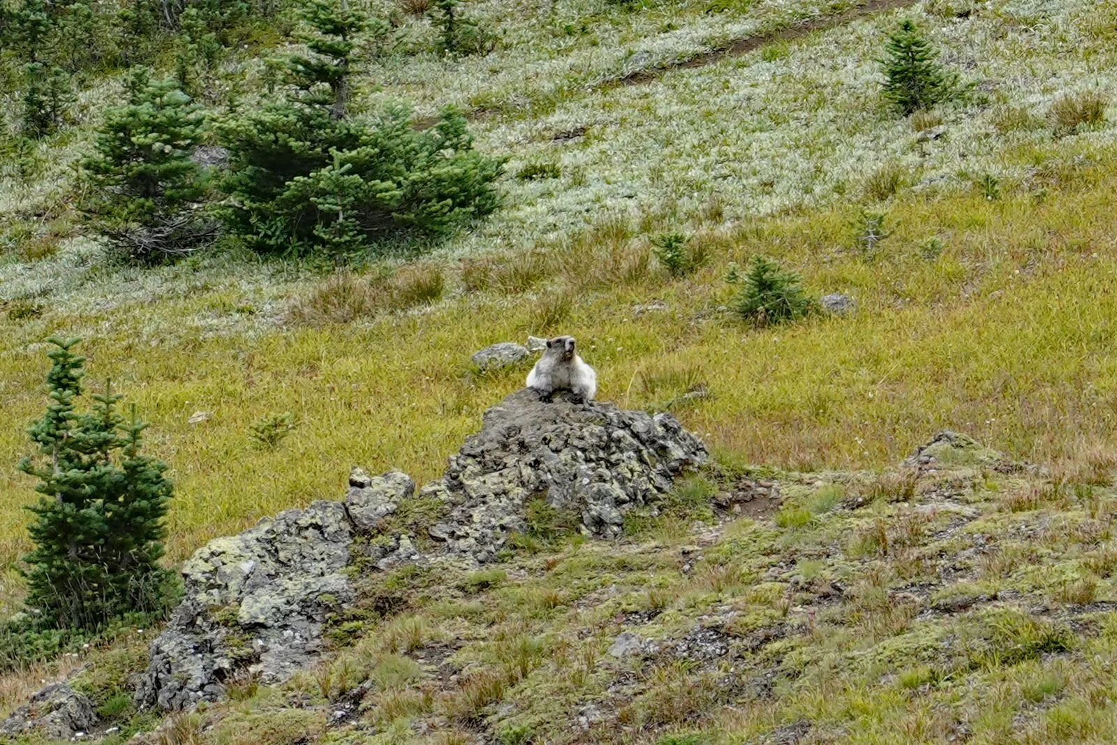 It’s not called Marmot Pass for nothing
