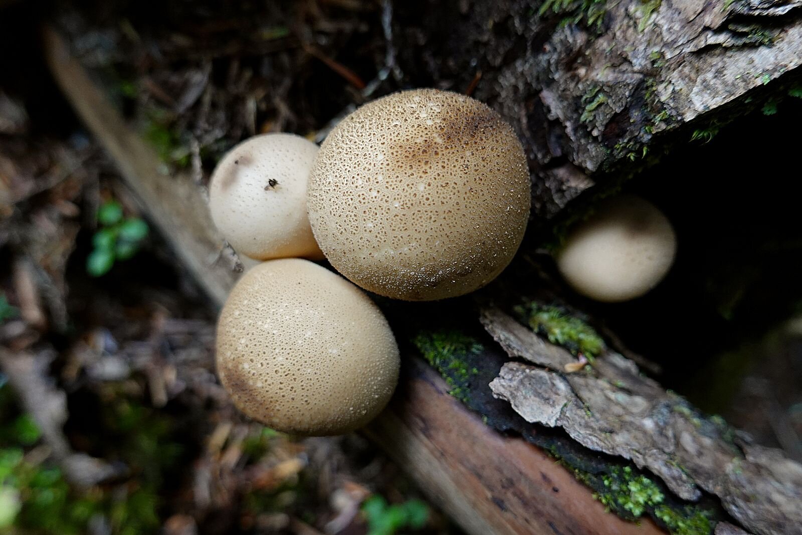 Mushrooms that look like little balls