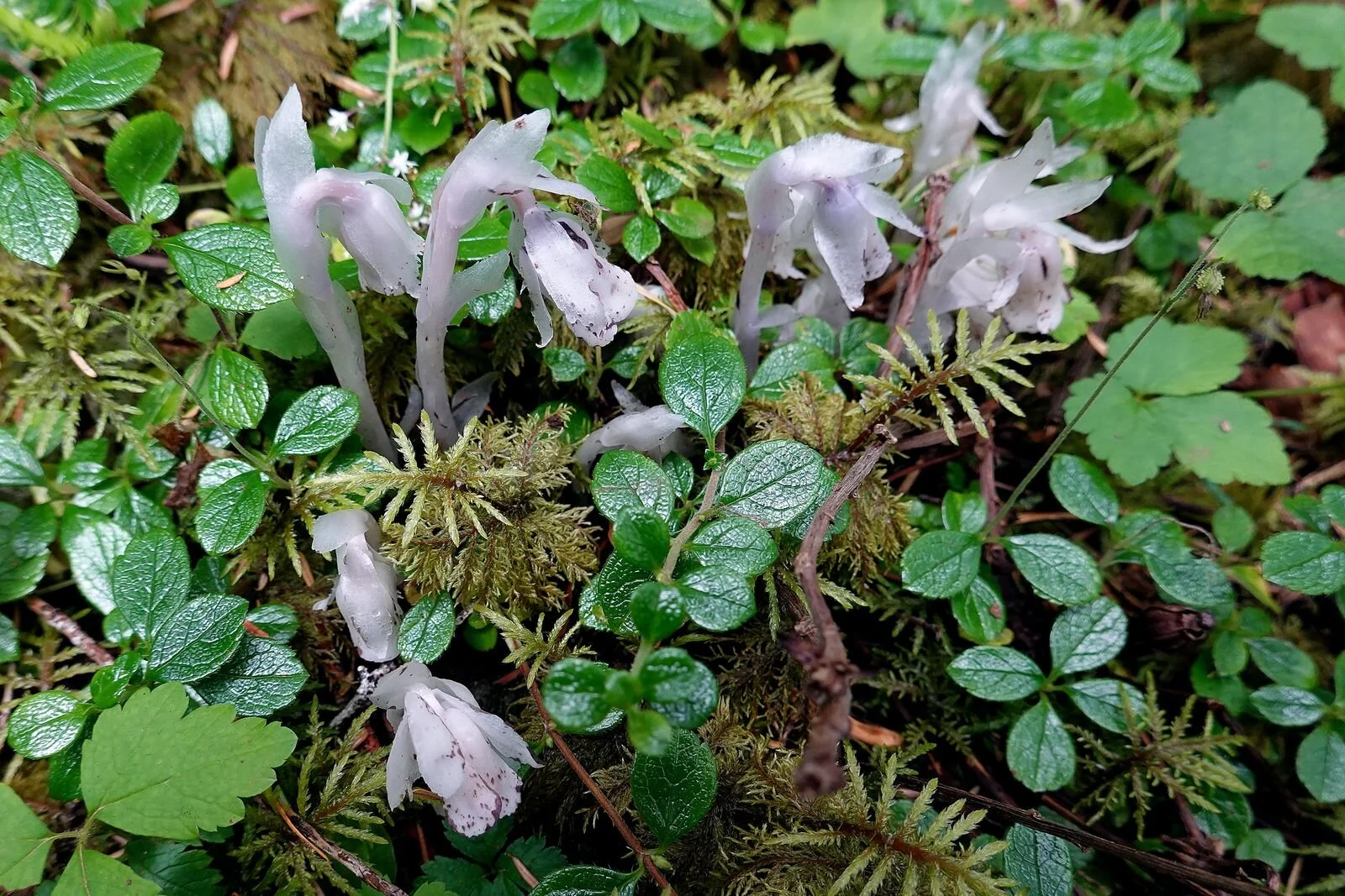 A delicate looking flower next to the trail