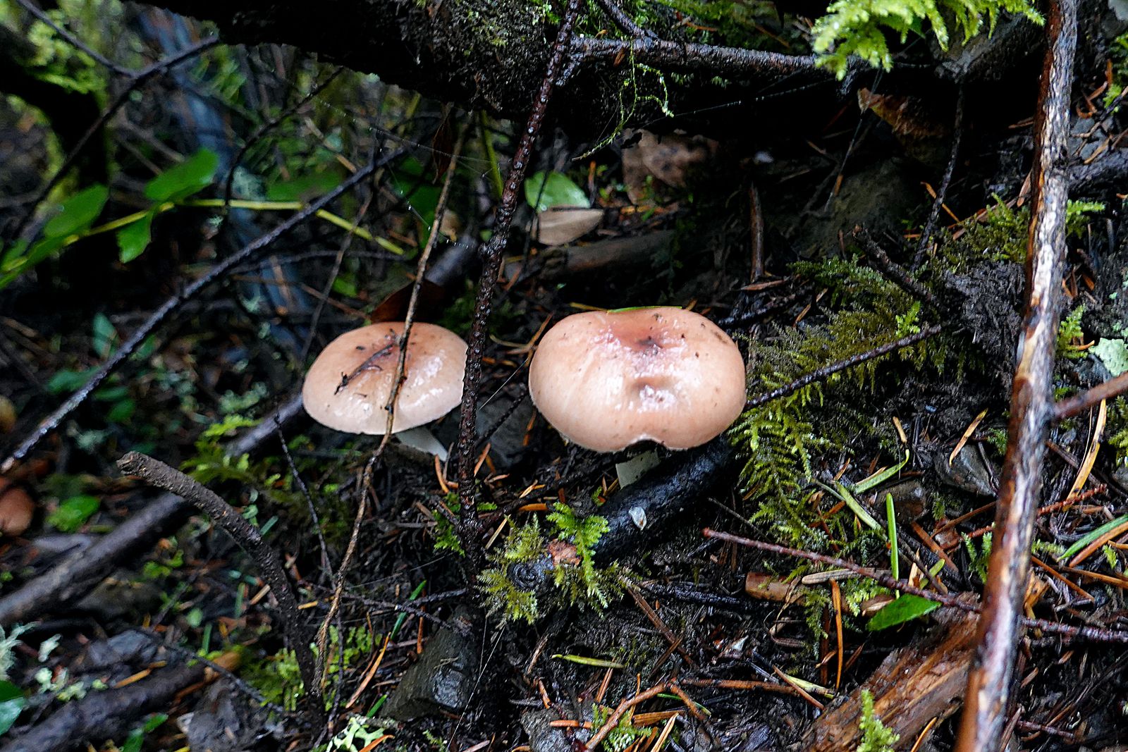 A couple of pretty mushrooms hidden in the brush