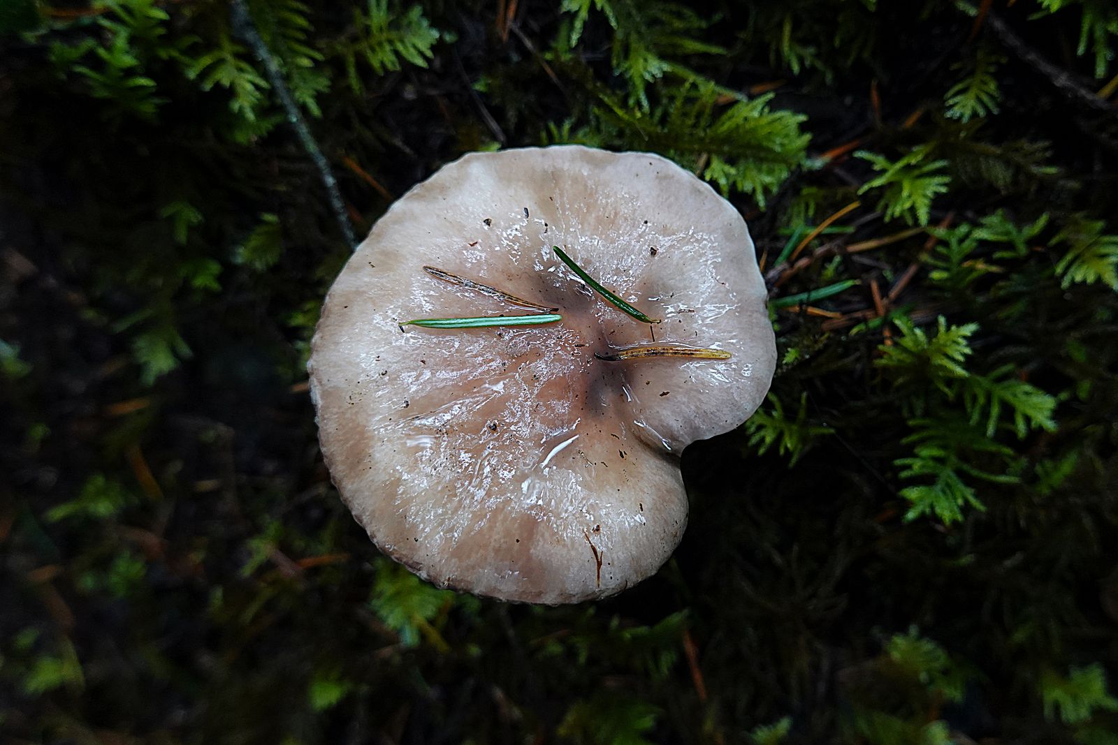 Another pretty mushroom