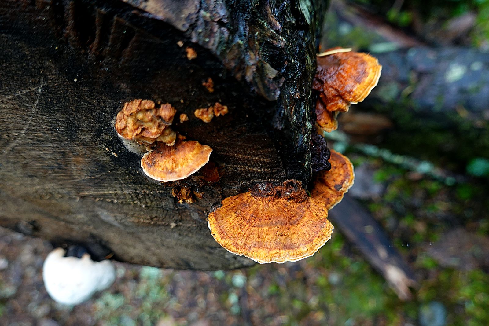 I like this mushroom color and shape