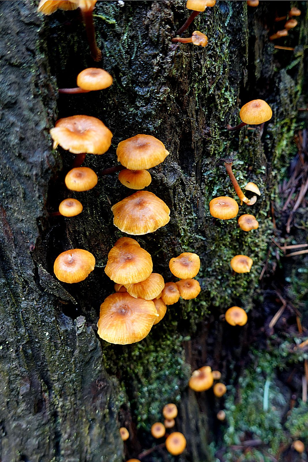  A little mushroom city 