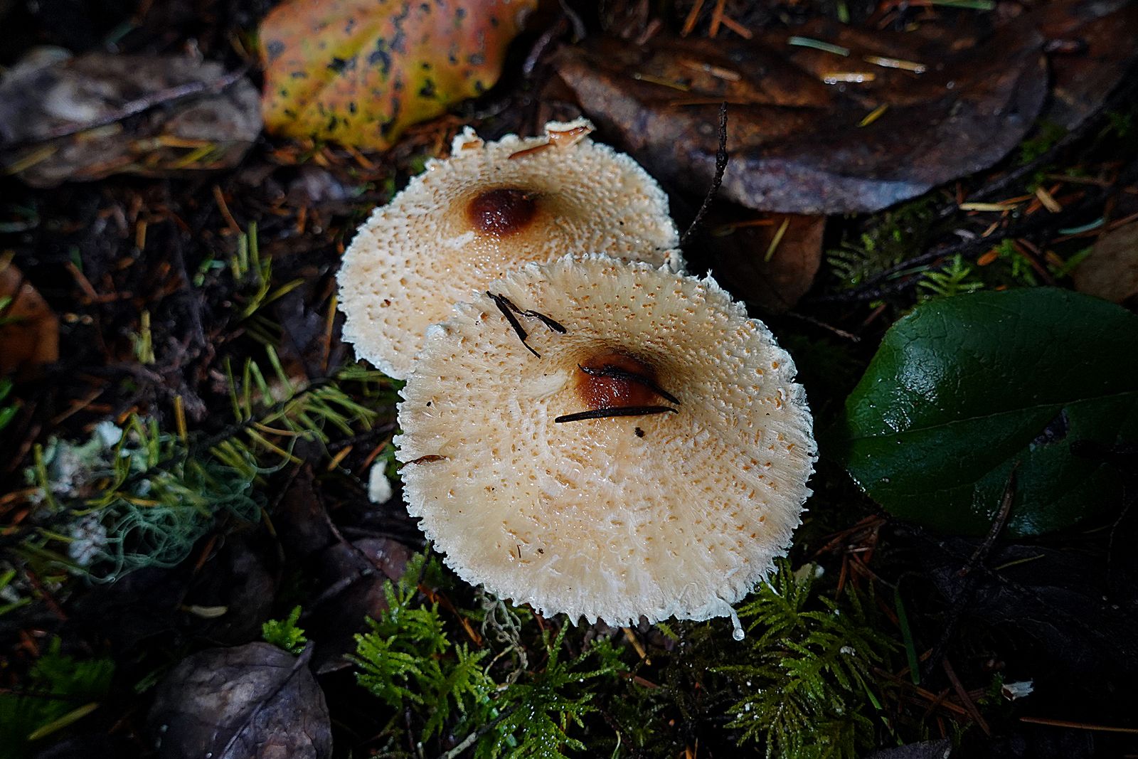  Our last mushrooms of the day 