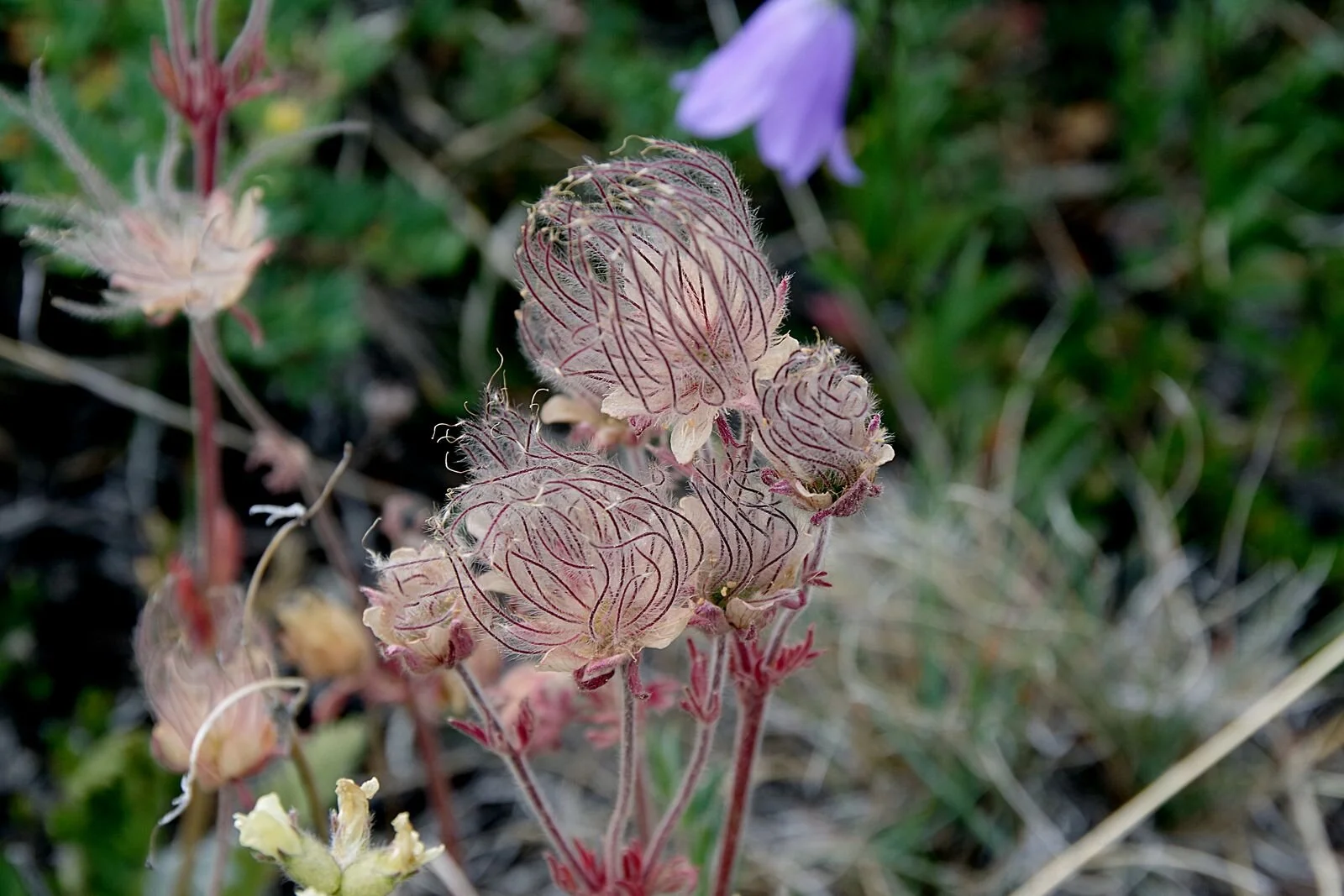 Prairie smoke also known as Old man’s whiskers