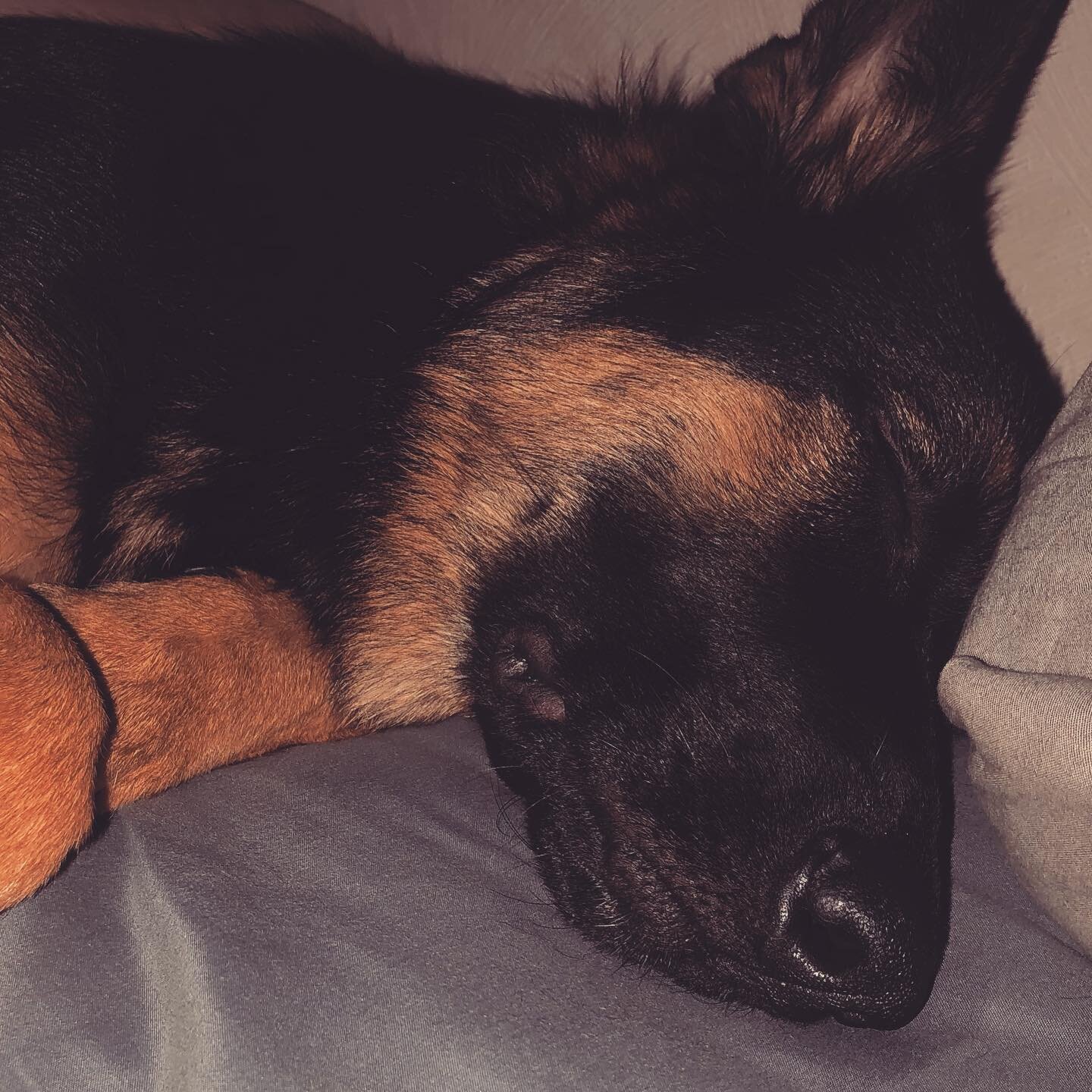 Puppy nose!! I love Juno&rsquo;s cute nose. 
#puppiesofinstagram #puppylove #fivemonths #germanshepherd #gsdlove