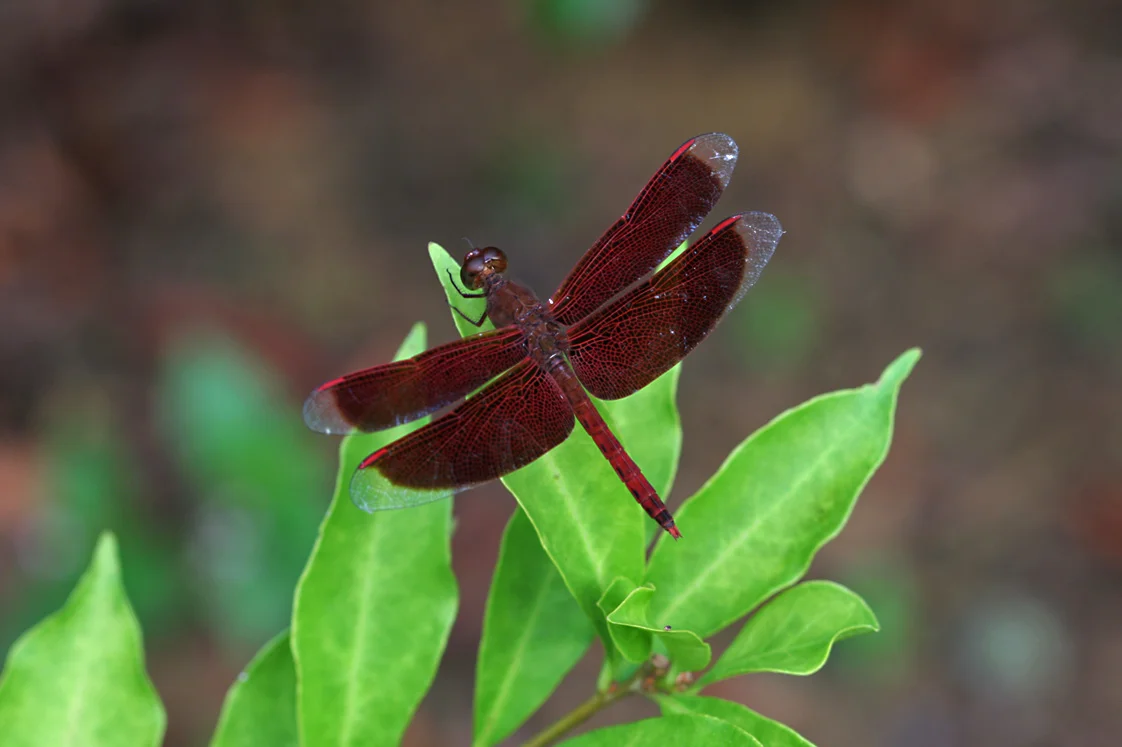Sleeping Dragon Fly, Singapore Botanic Gardens