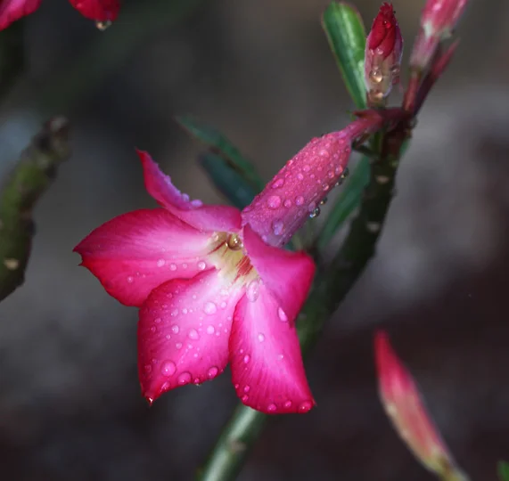 Frangipani Flower, Singapore Botanic Gardens