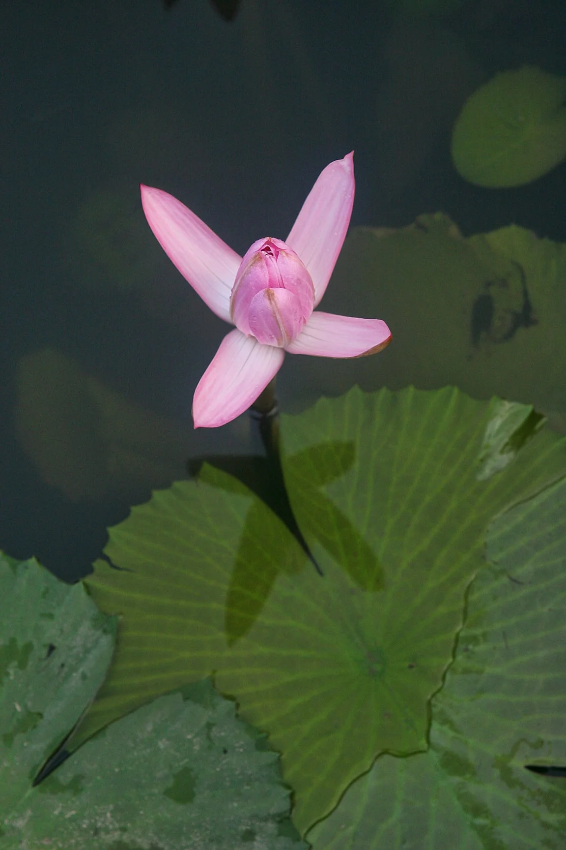 Pink Water Lily, Singapore Botanic Gardens