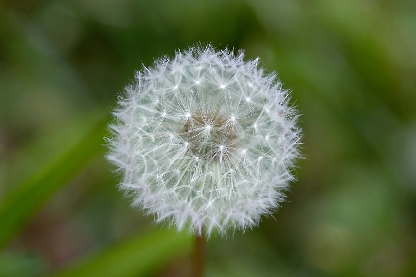 Dandelion Flower, Charlotte