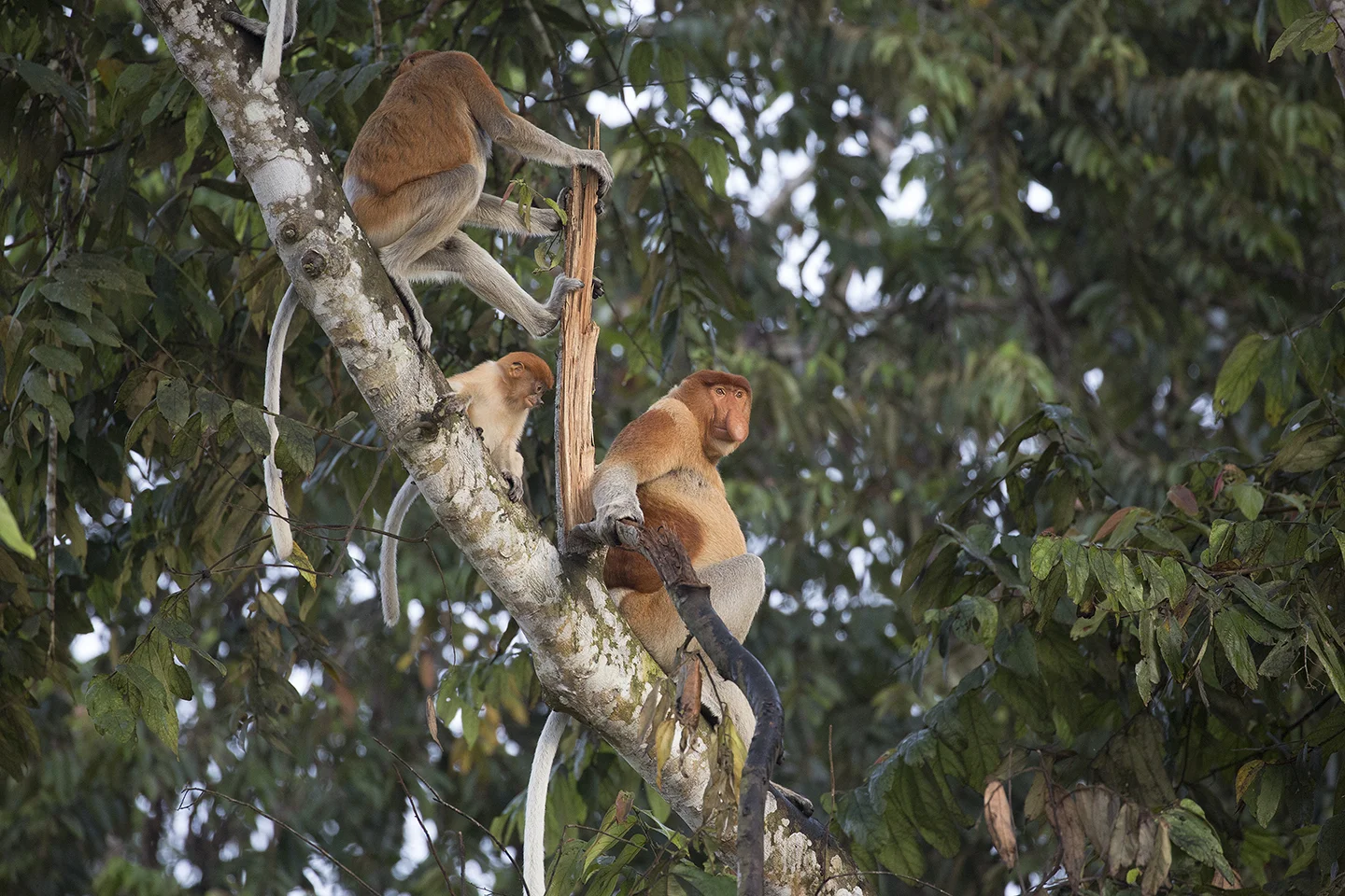 Proboscis Monkeys