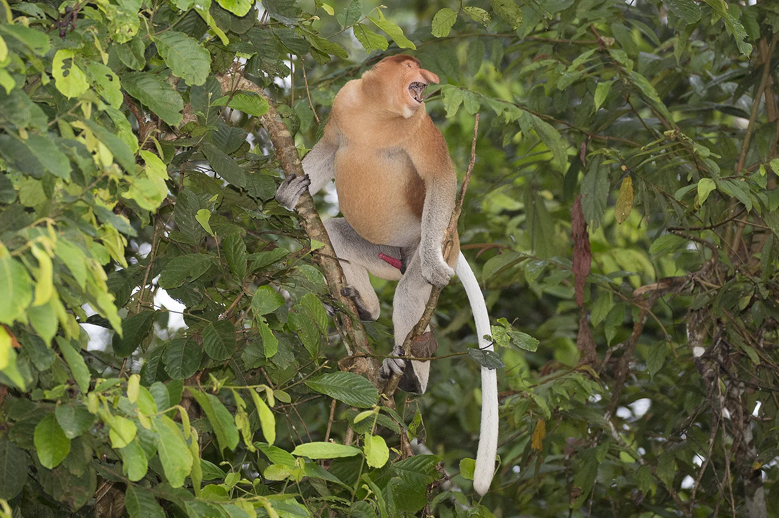 Proboscis Dominant Male