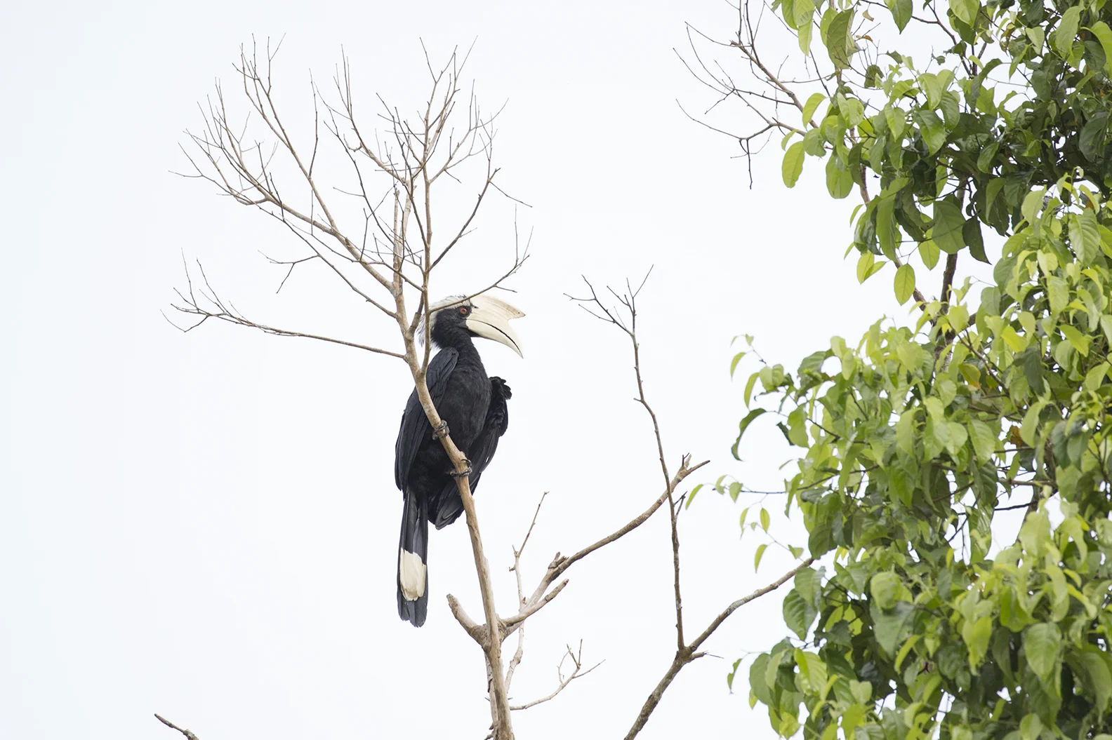 Asian Black Hornbill