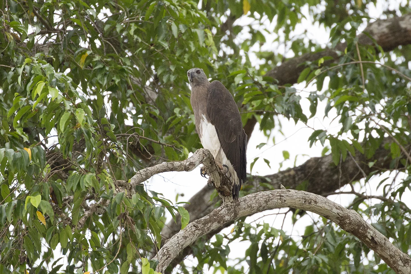 Fish Eagle