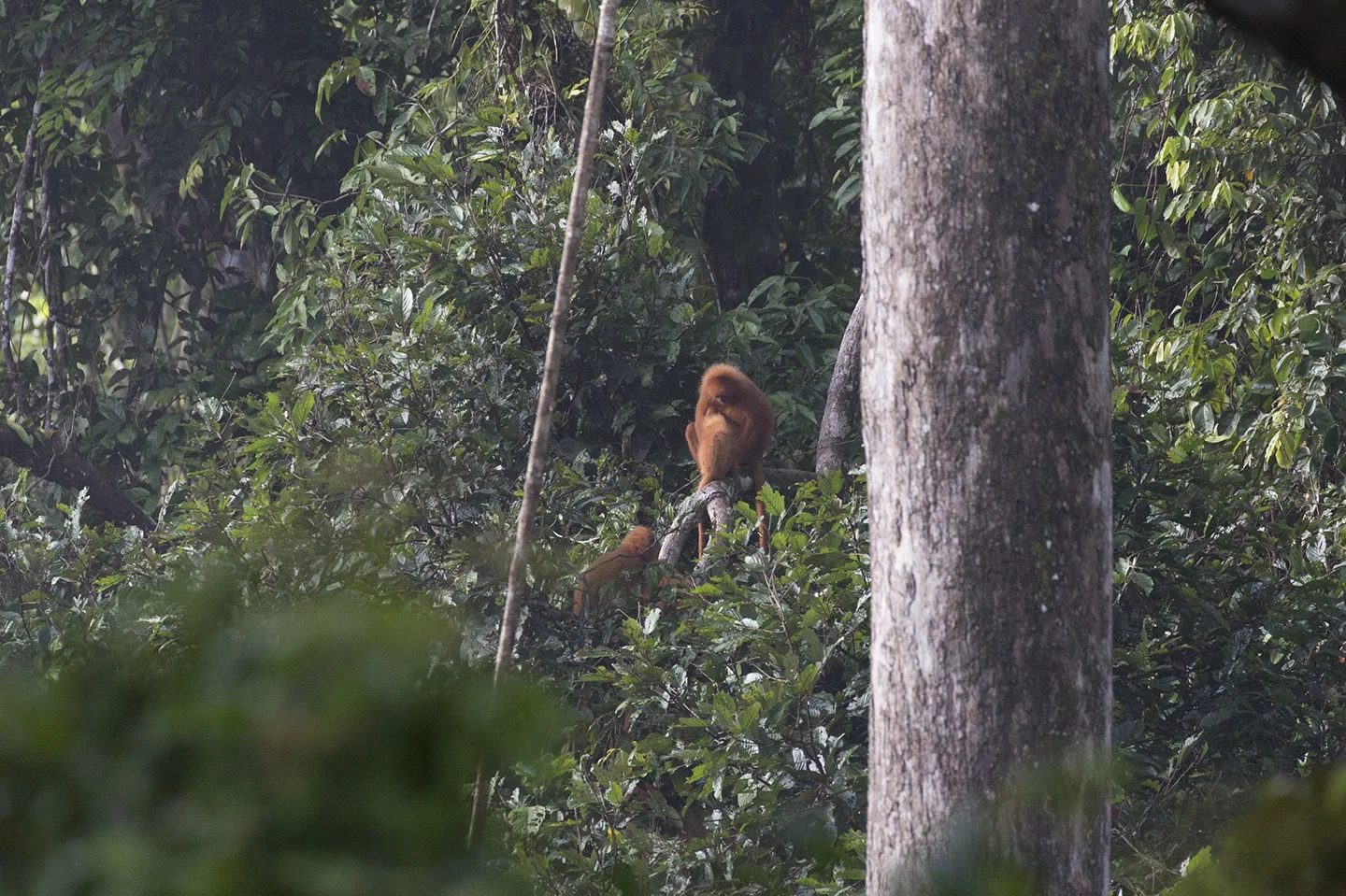 Red Leaf Monkey: Mother feeding her baby