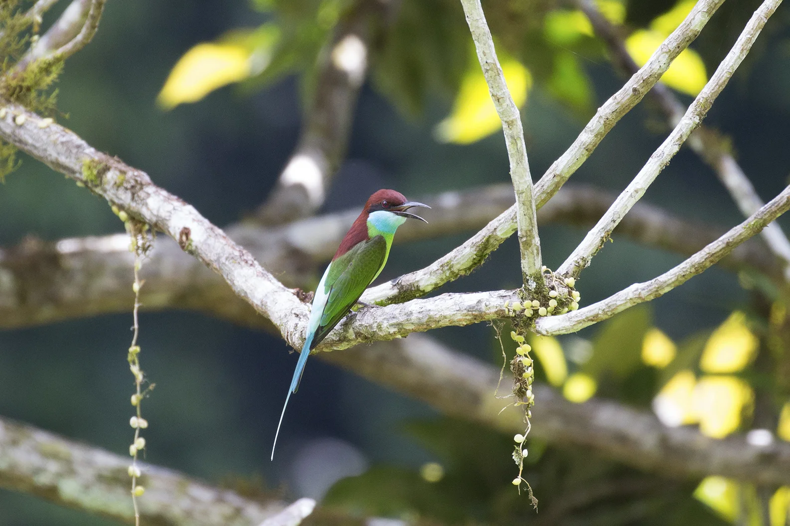 A Blue-Throated Bee Eater