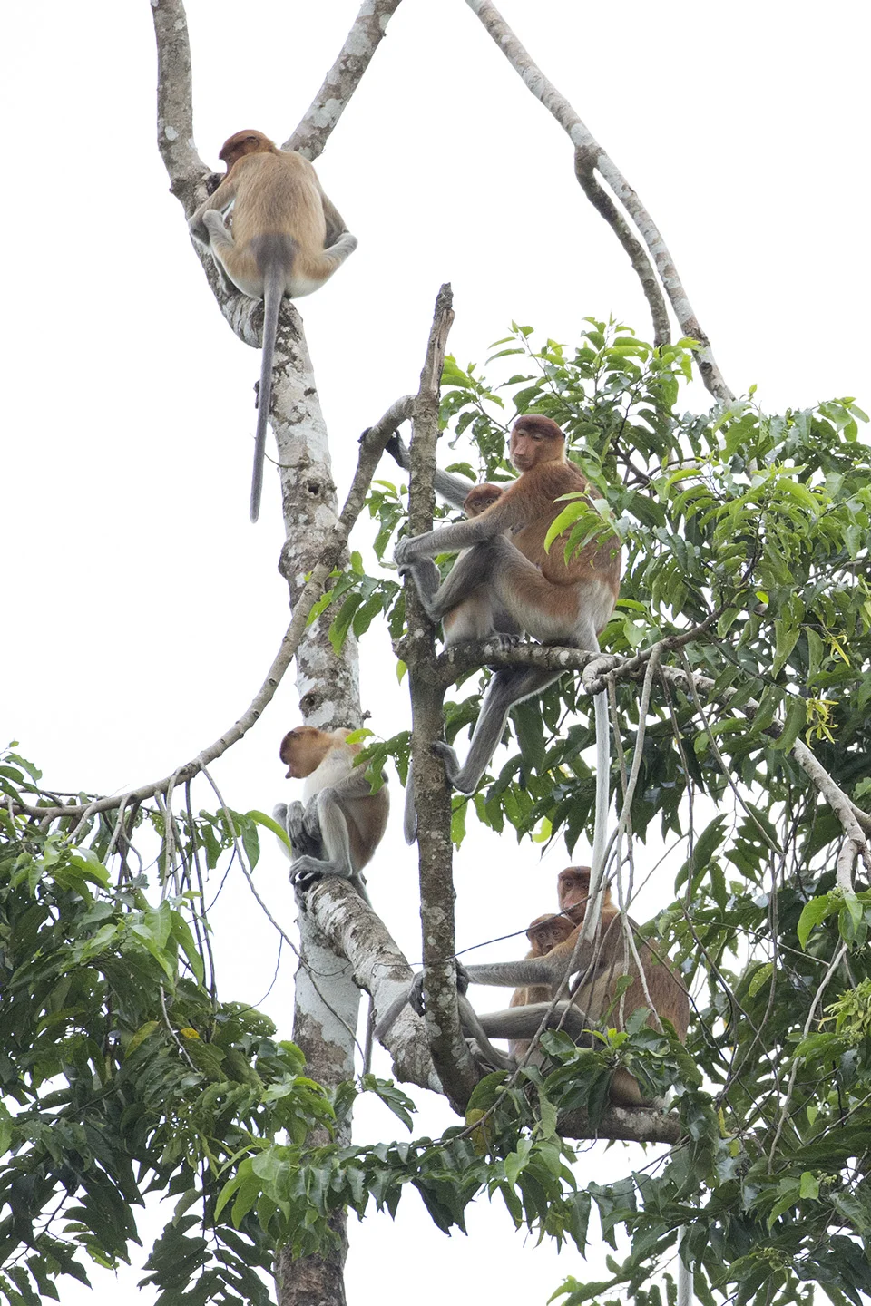 Proboscis colony