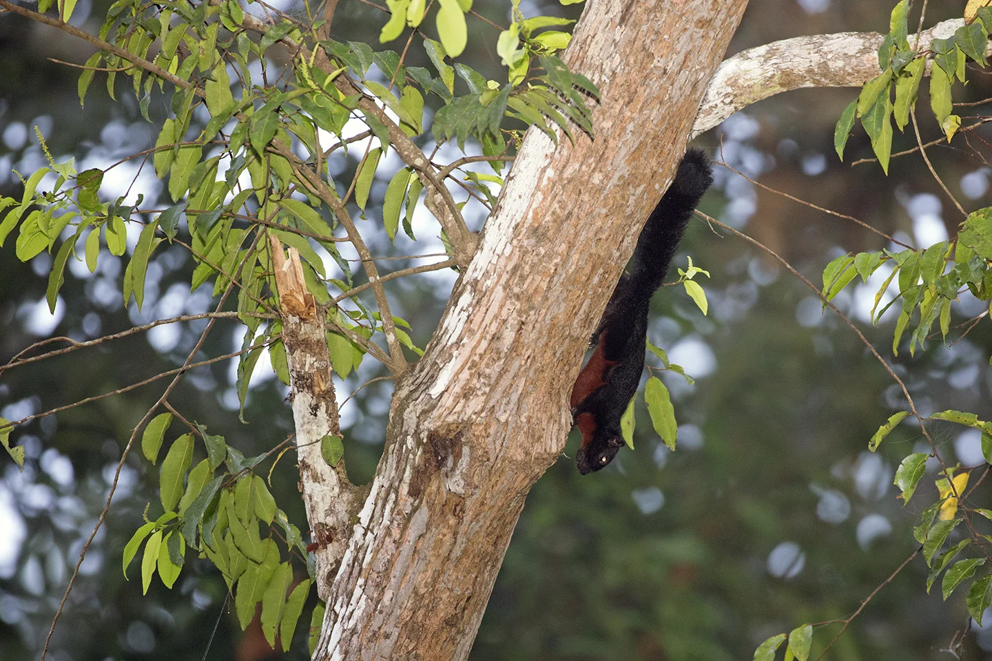 Borneo Black Banded Squirrel
