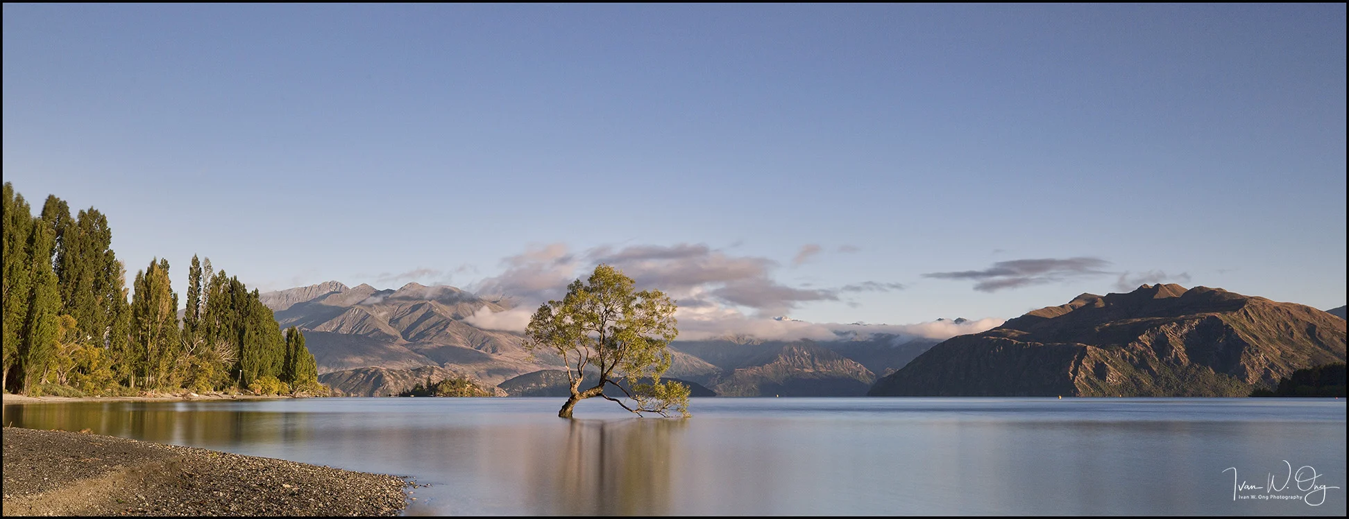 The Wanaka Tree