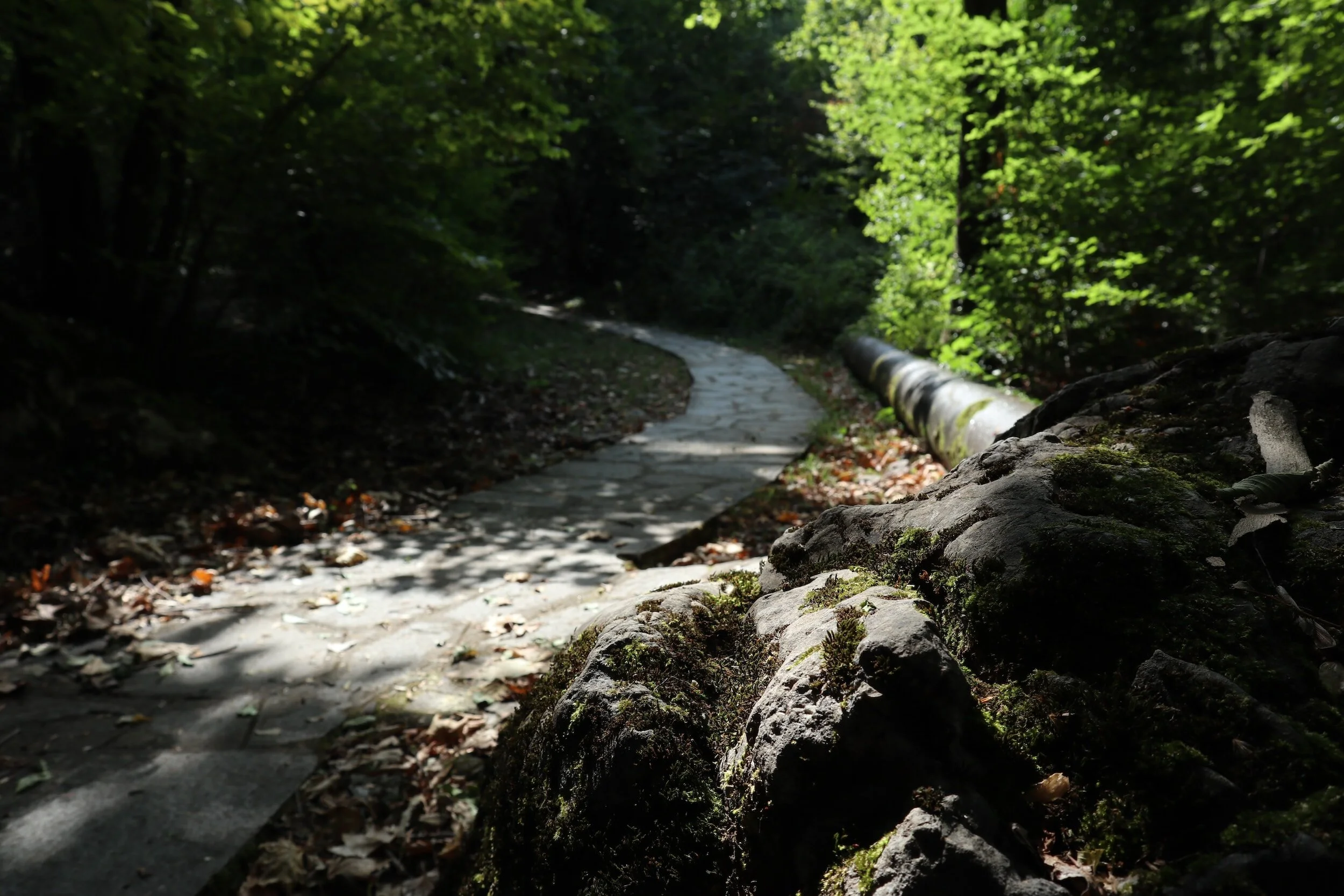 Day 5: Embracing God's Peace