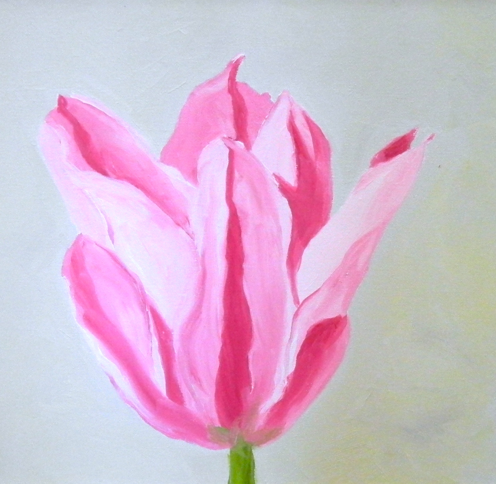 Pale Pink Tulip