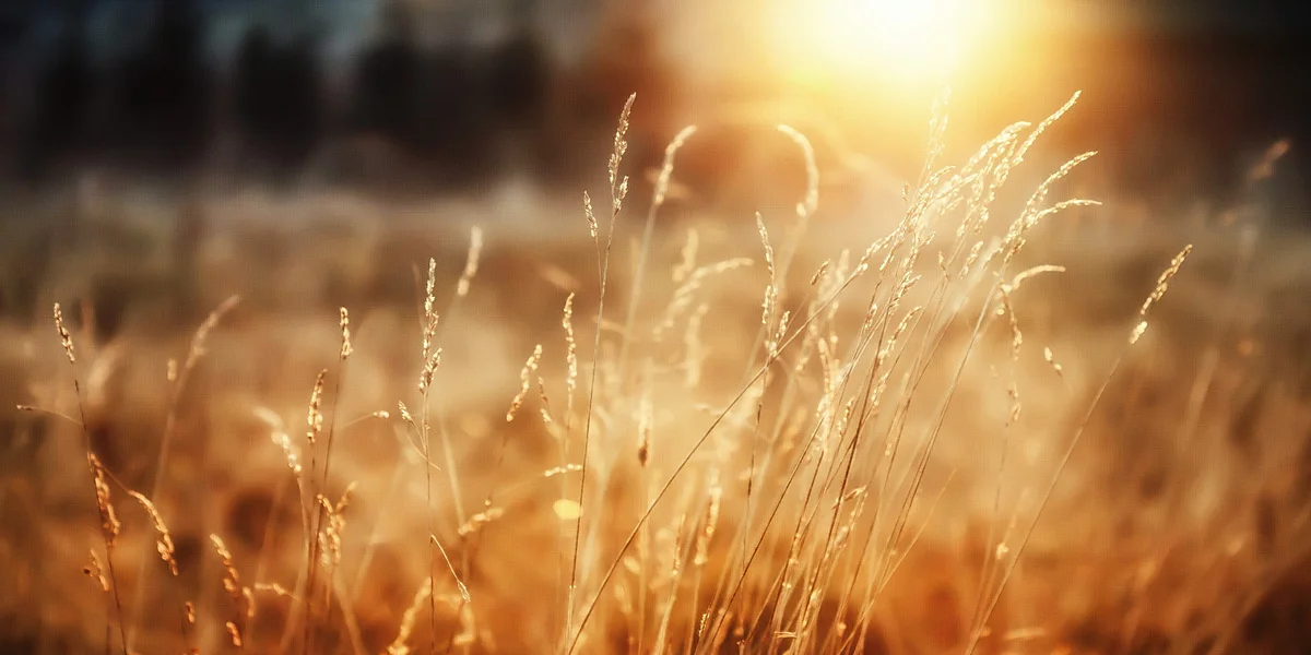 fields-twitter-nature-backgrounds.jpg