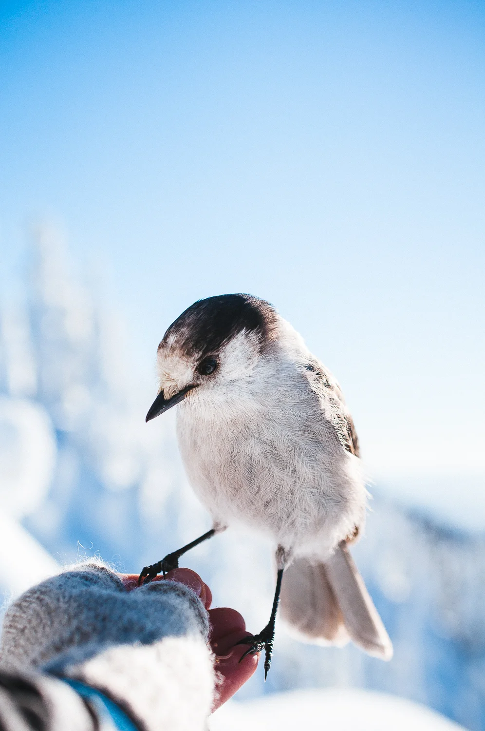 St Marks Winter 12.jpg