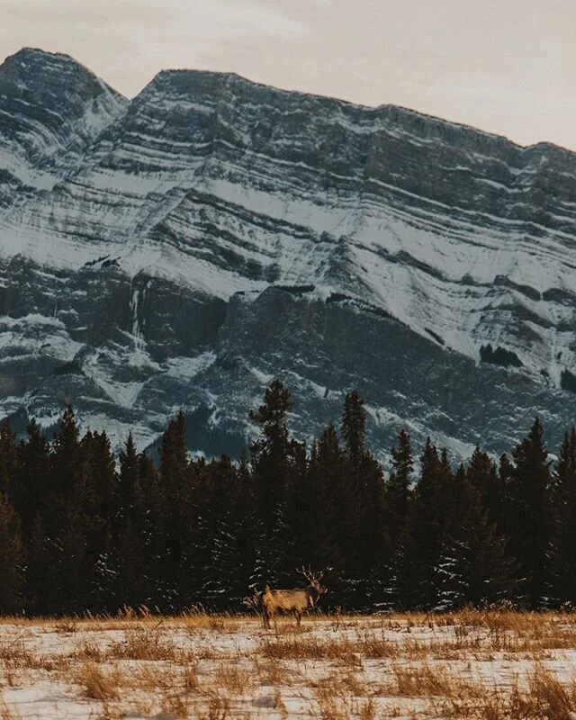Banff, you’re a real gem and your inhabitants are pretty cool
⁣
⁣
⁣
⁣
⁣
⁣
⁣
#Wildernessnation #adventureculture #lifeofadventure #wildernessculture #explorebc #hellobc #hikebc #liveadventurously #ilovebc #unrulydreamers #optoutside #campeveryday #mountaingirls #natureaddict #destinationearth #ourlonelyplanet #travelstoke #takemebackpacking #playoutside #keepitwild