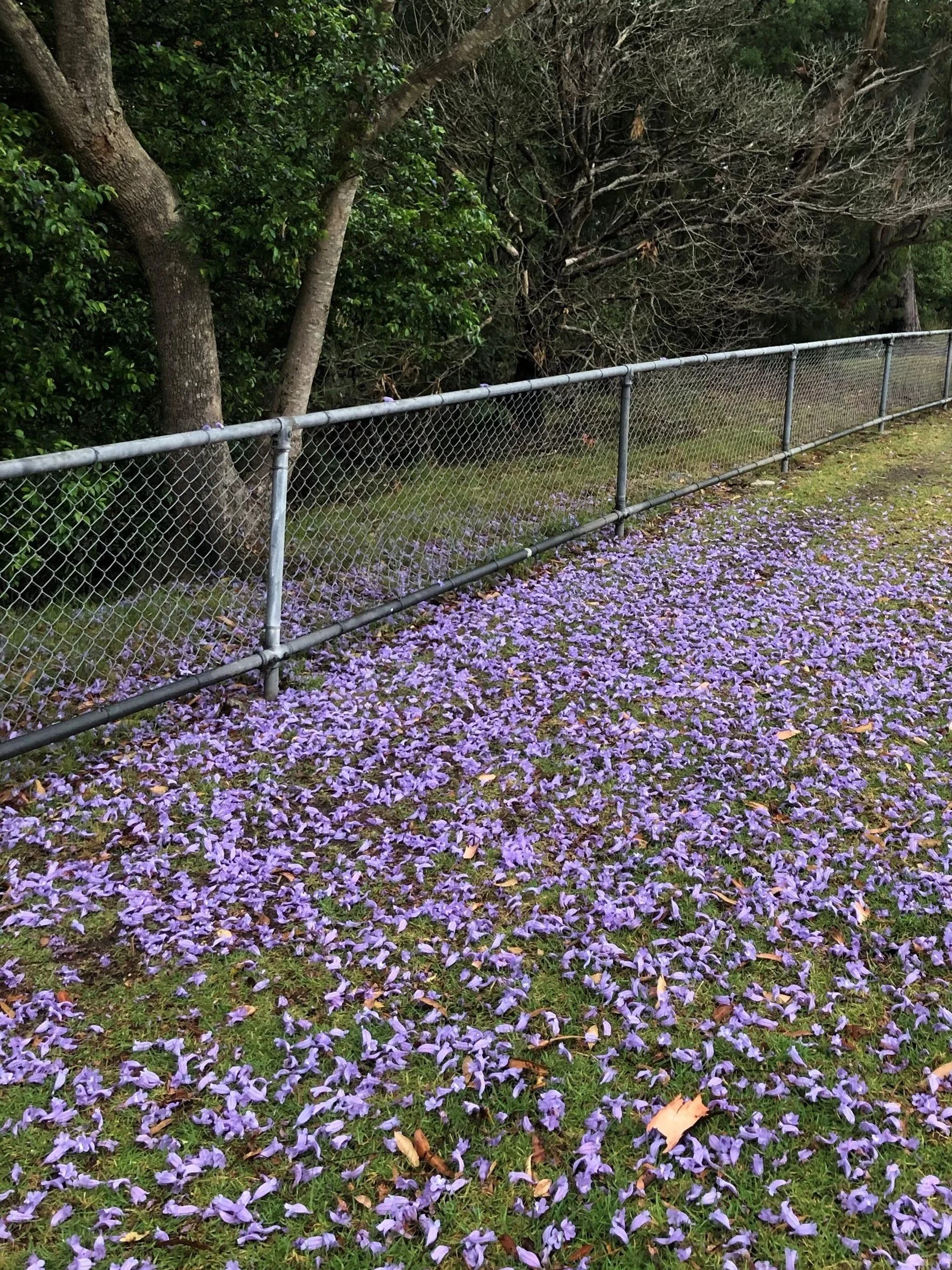 jacaranda.jpg