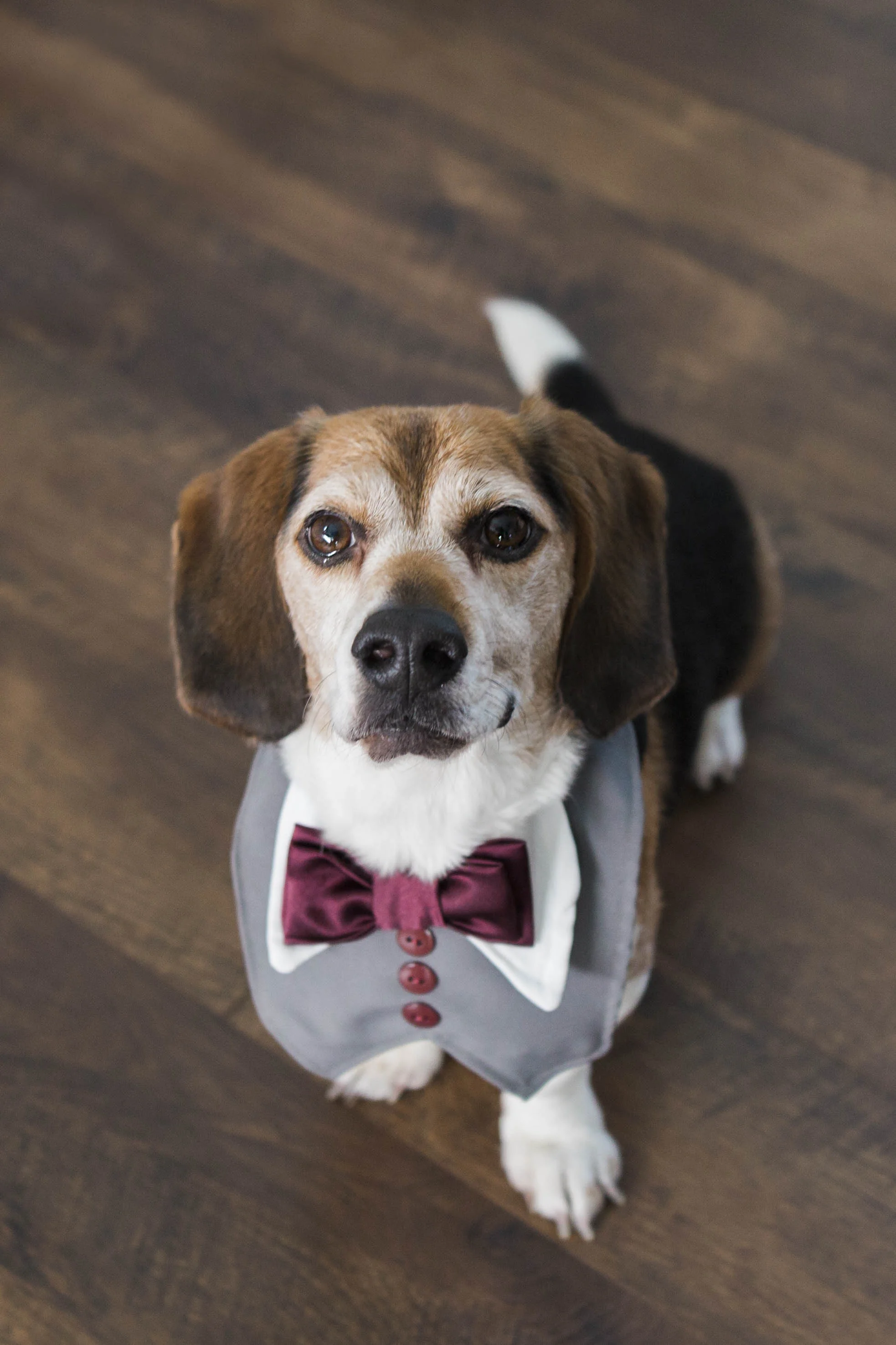 blog_dog_in_wedding-5.jpg