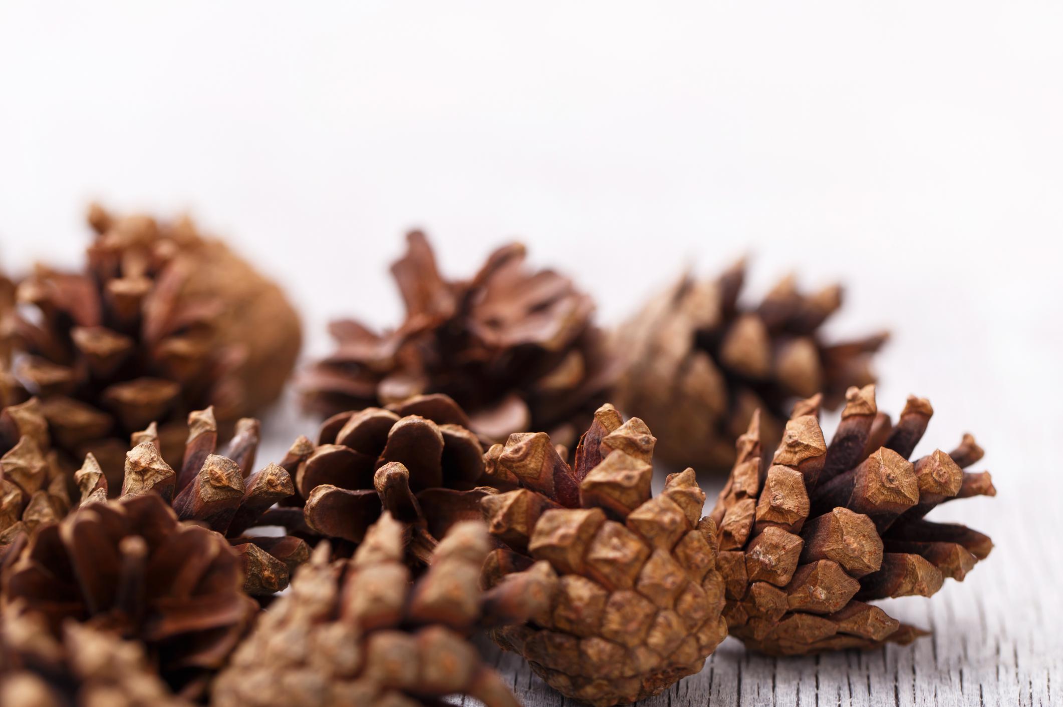 Pinecones