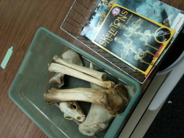 These bones were purchased throughout the years from the neighborhood butcher. Some have been gifted from parents who live on farms, or have simply found bones along their paths.