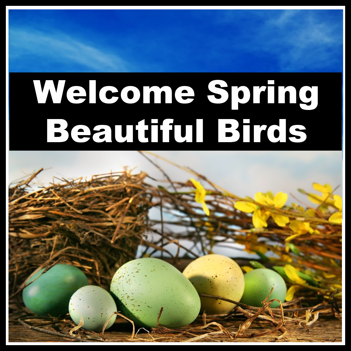 Welcome Beautiful Spring Birds