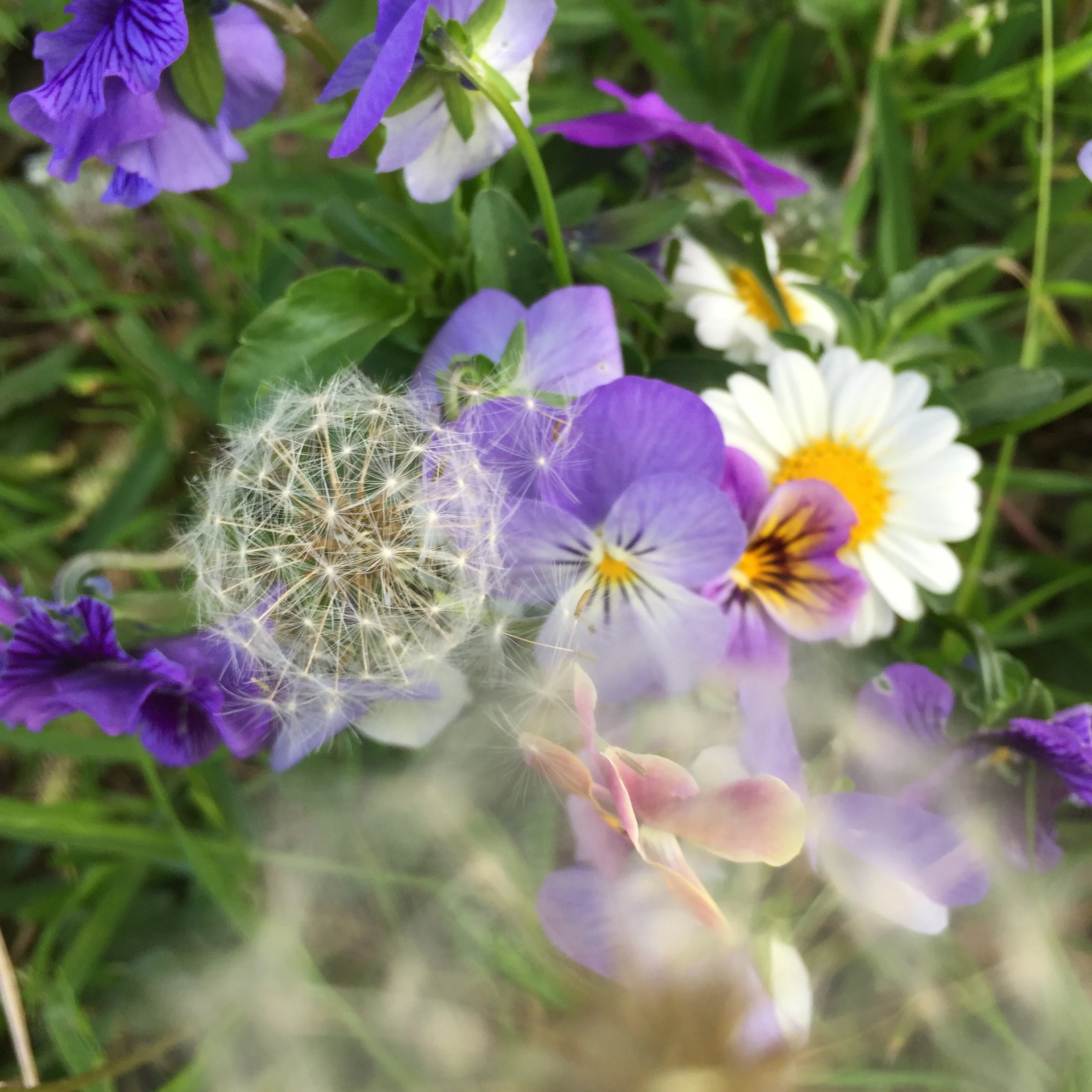 IMG_4259.jpeg