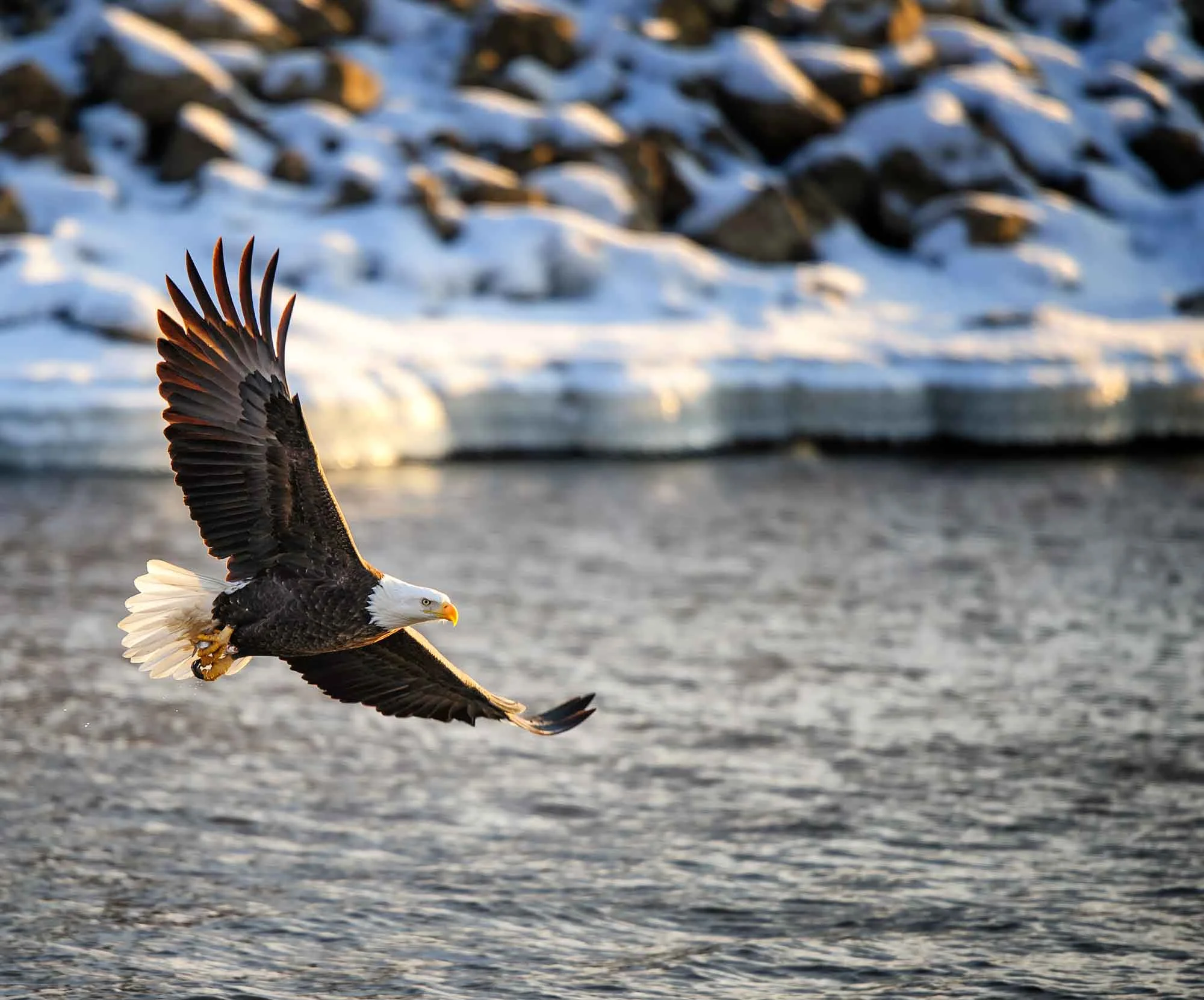 Eagles_01292011057cr-banner.jpg