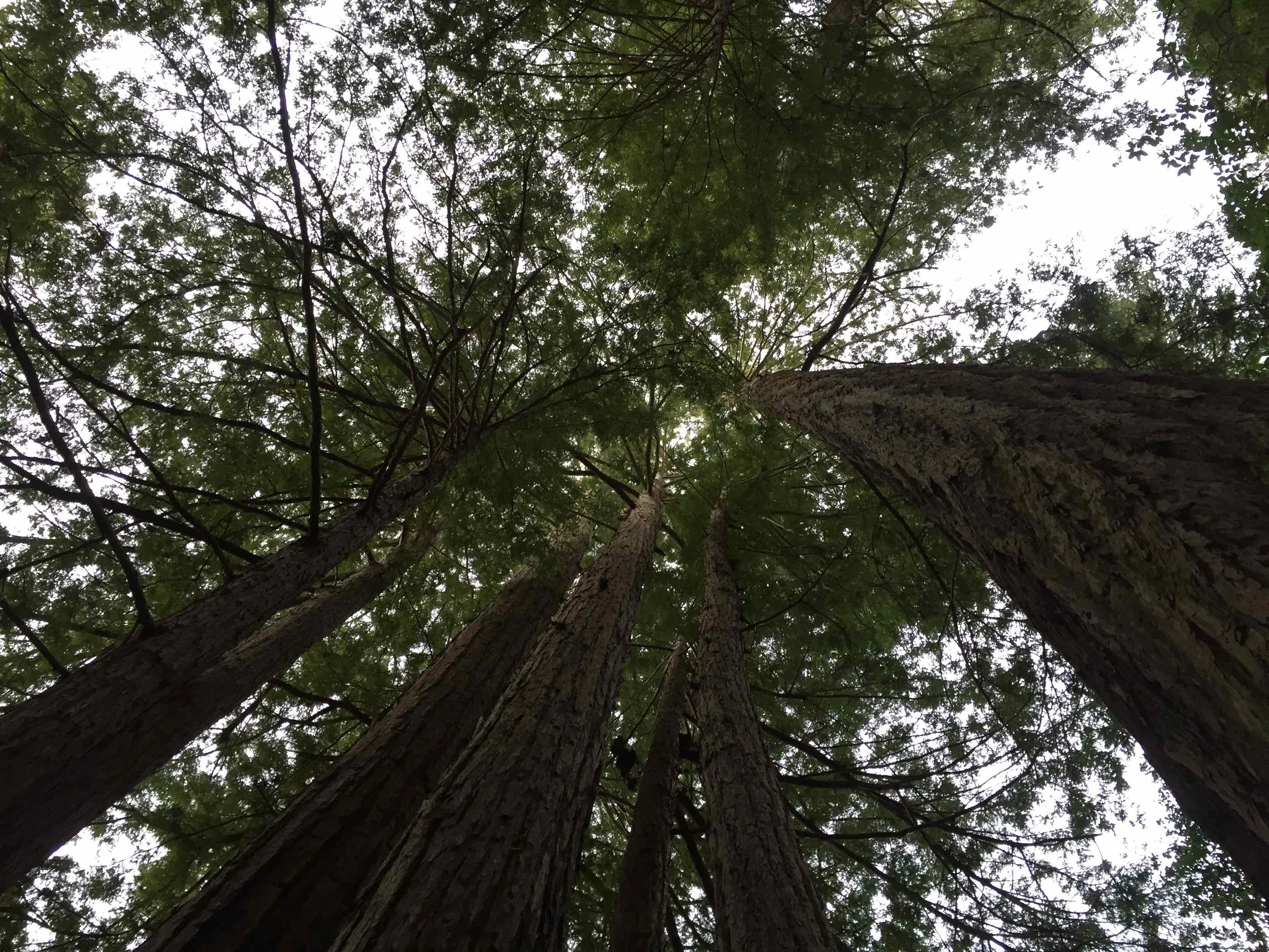 Warming Up: Peter's Creek Loop