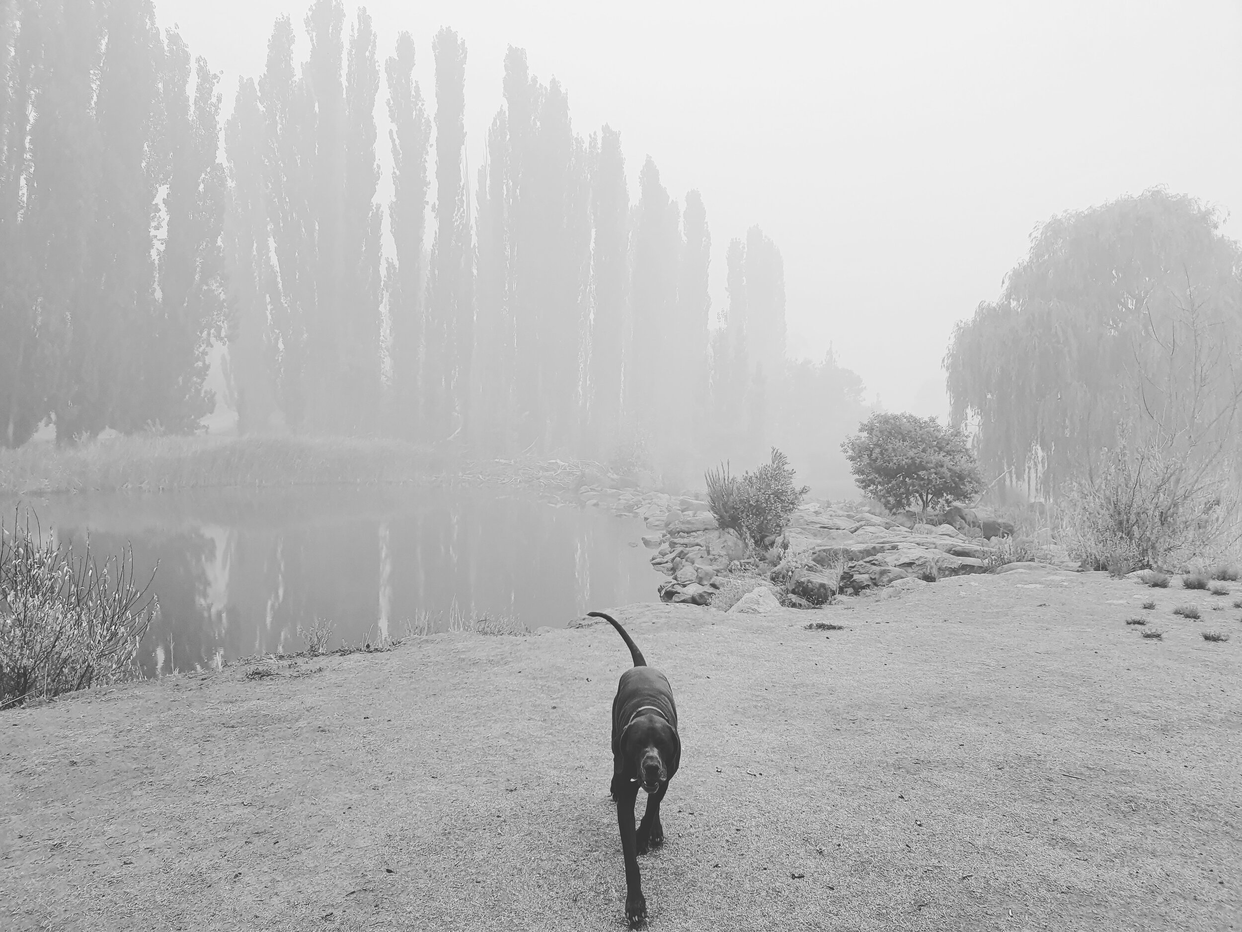 Murrumbidgee River, Cooma, 2020