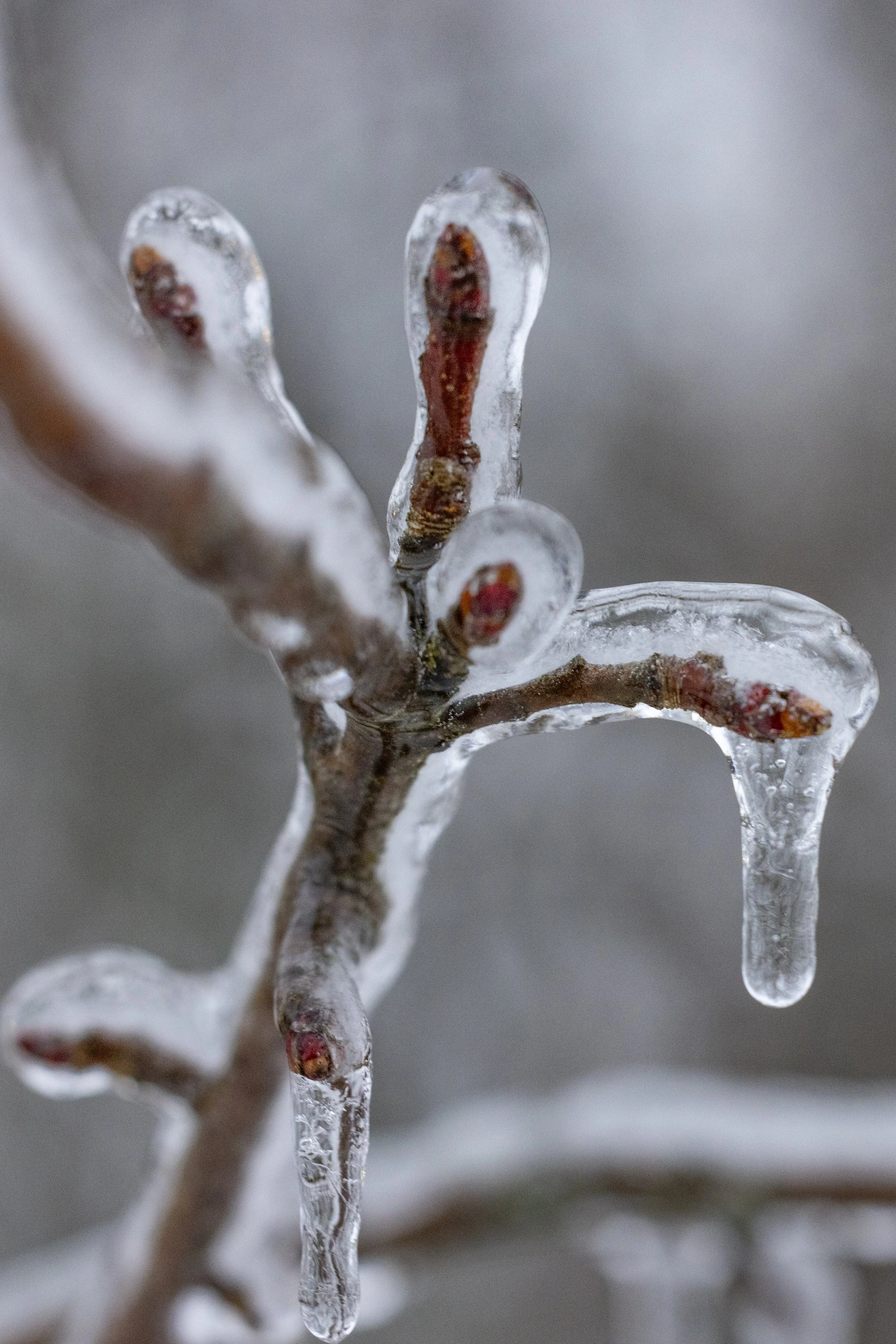 KY_winterstorm_sunday_002A.JPG