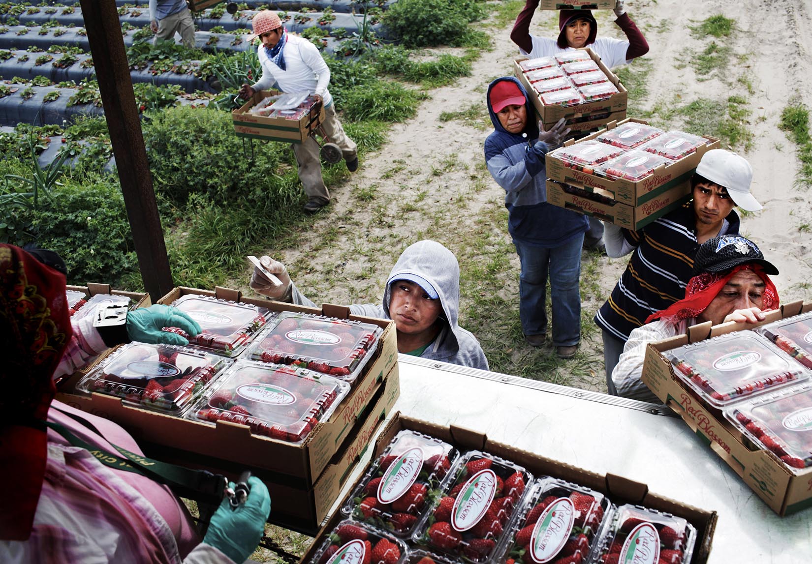 Strawberry pickers wait in line to have their boxes inspected and counted at The Parkesdale Farm in Dover, Fla., Tuesday, Feb. 12, 2013. The pickers are paid $1.50 per cardboard box, with the fastest pickers filling over 100 boxes a day.