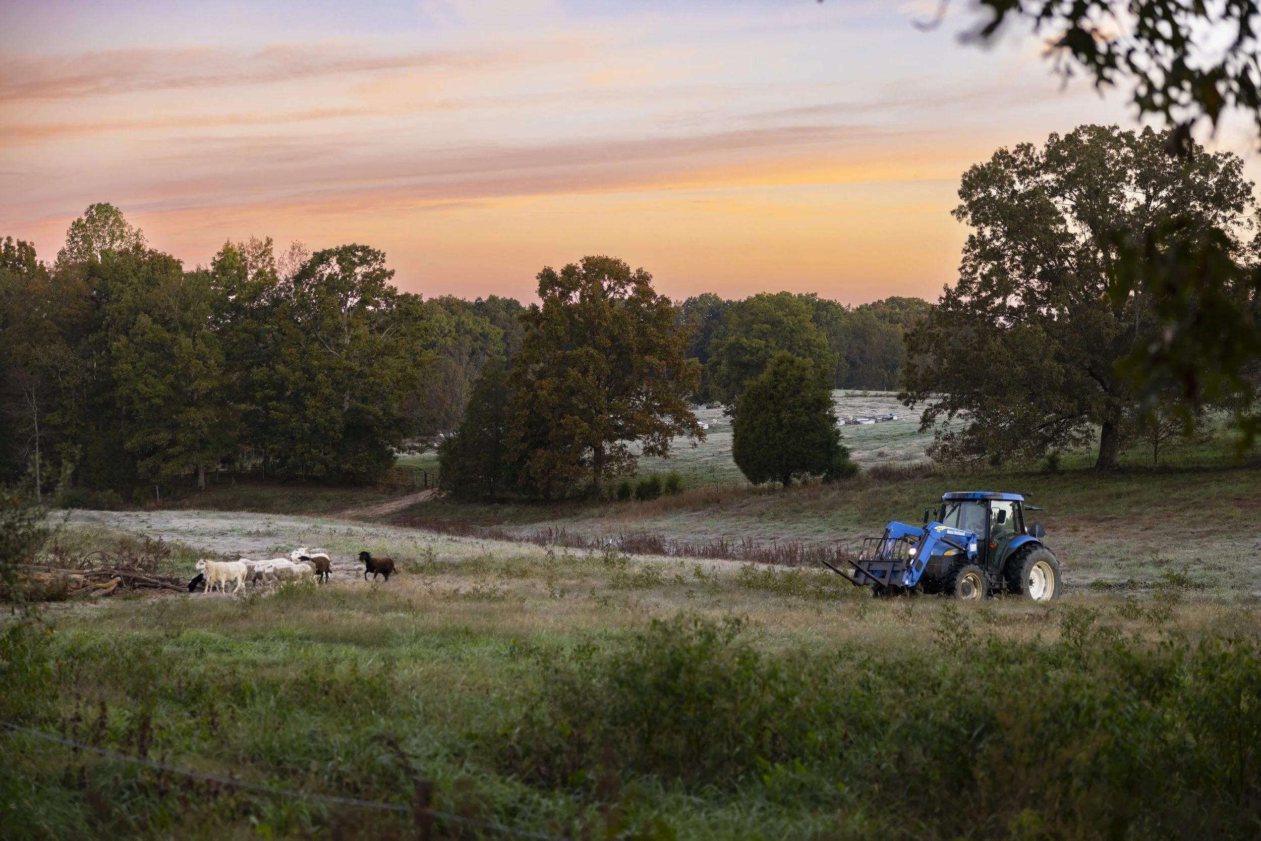 farmshoots_001A.JPG