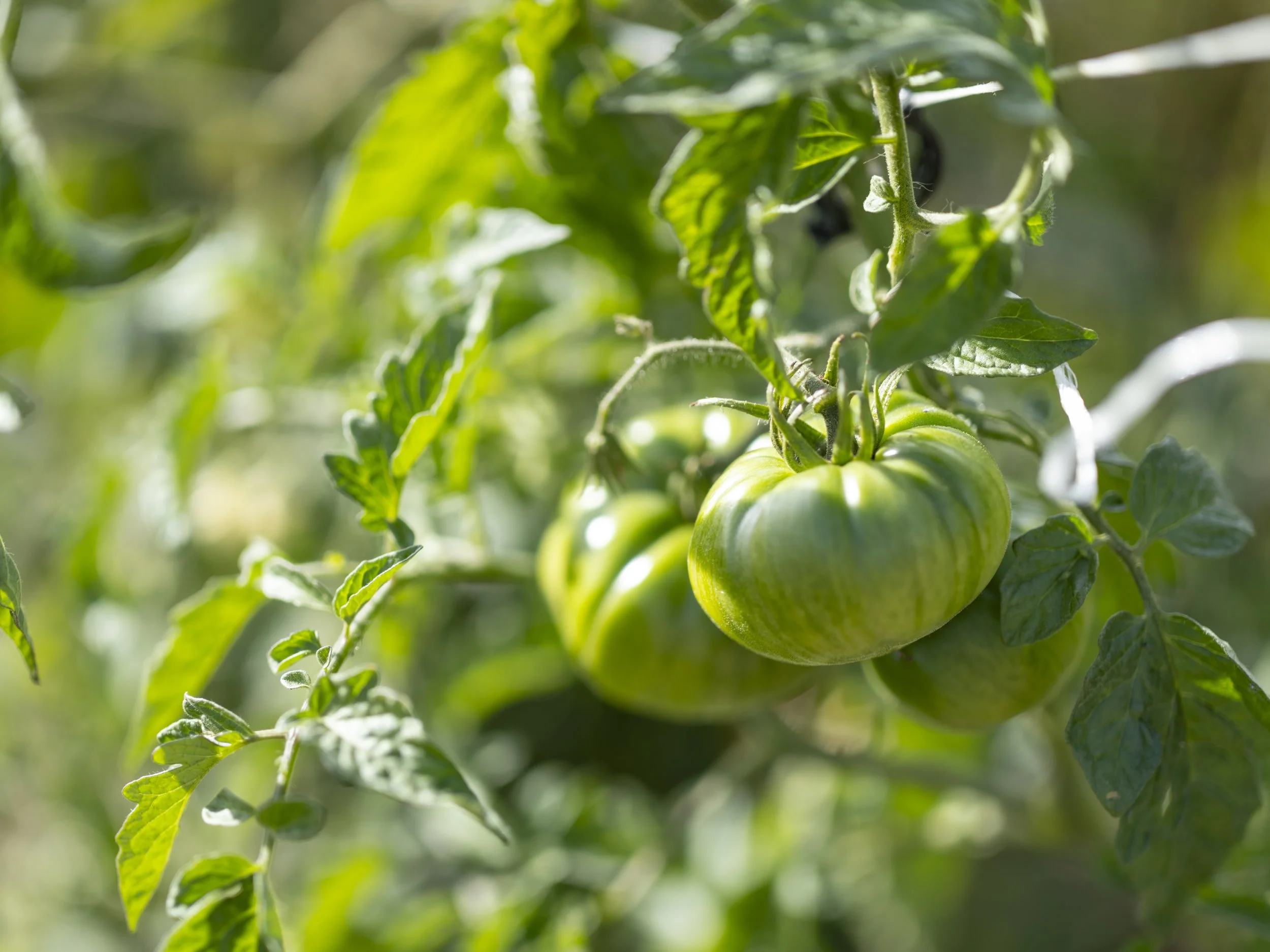 farmshoots_255A.JPG