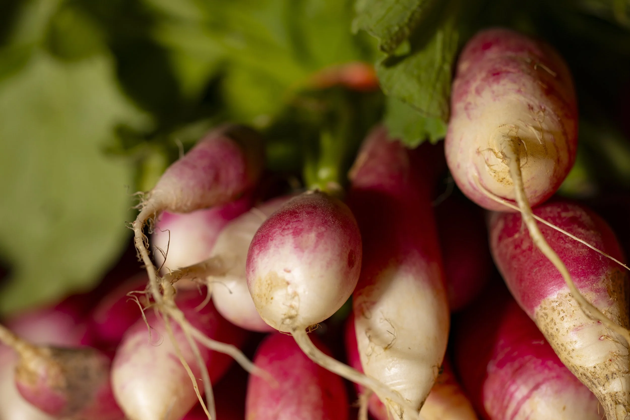 farmshoots_122A.JPG