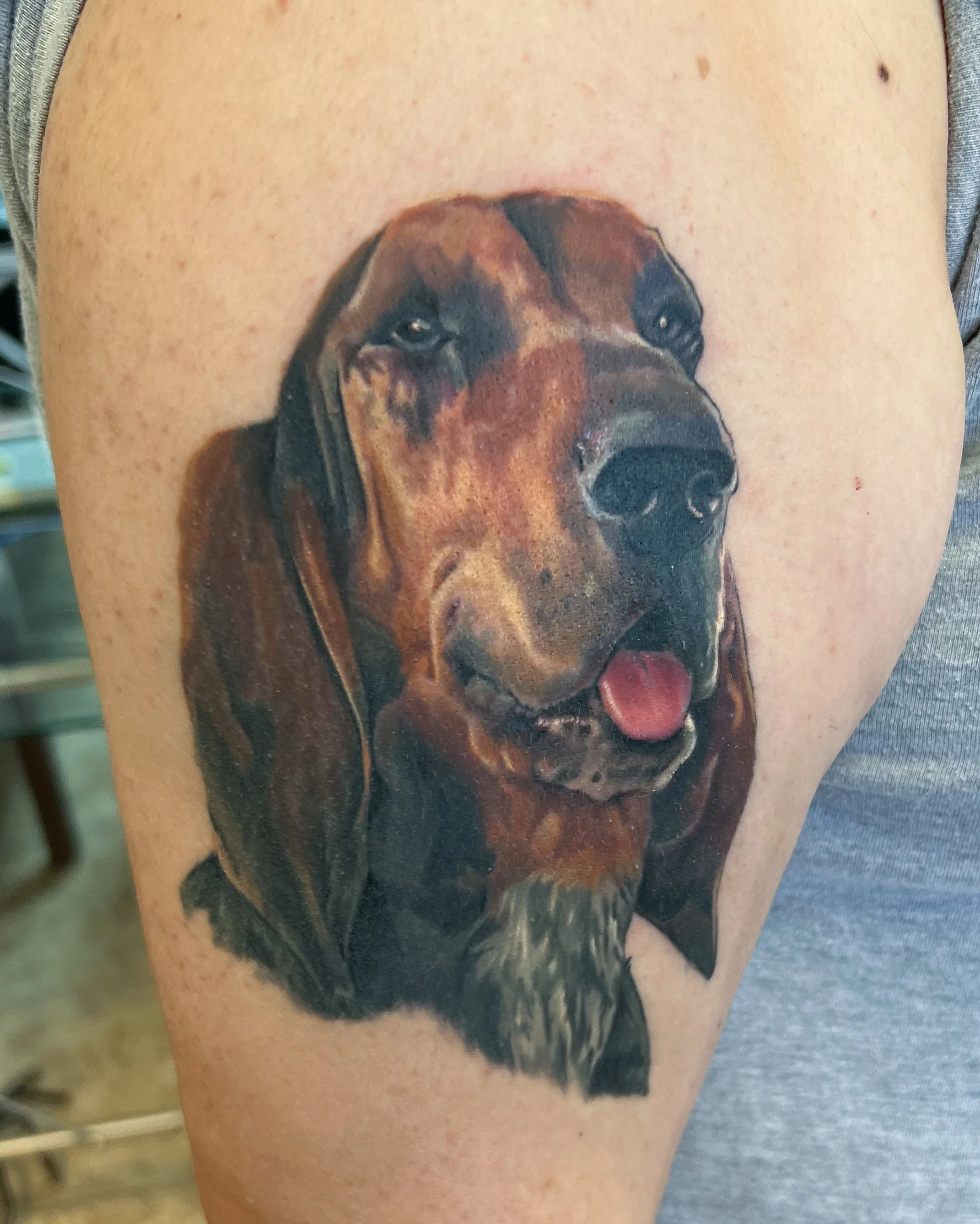 Bloodhound pet portrait tattoo with the regal disposition of the dog in rich color. Art work by Sam Trudell.