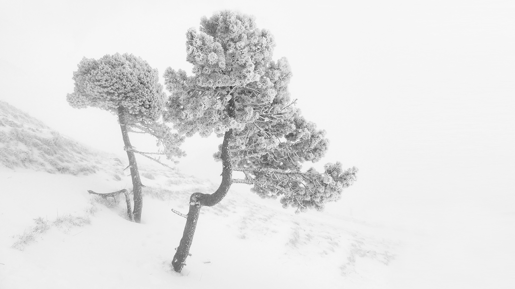 lauperzemp_rigi_schneebaum_P1000188SW.jpg