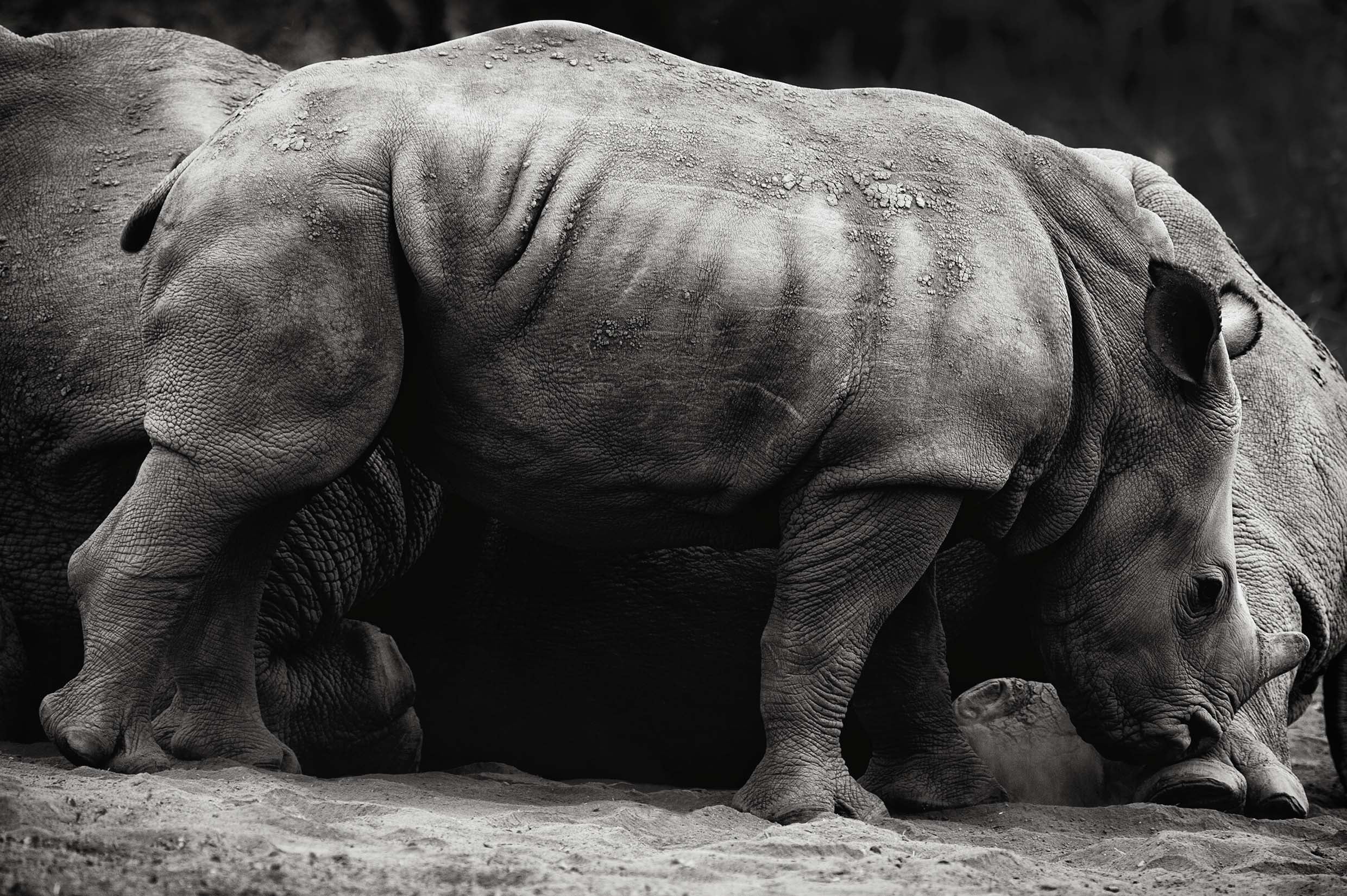 madikwe rhino_8112.jpg