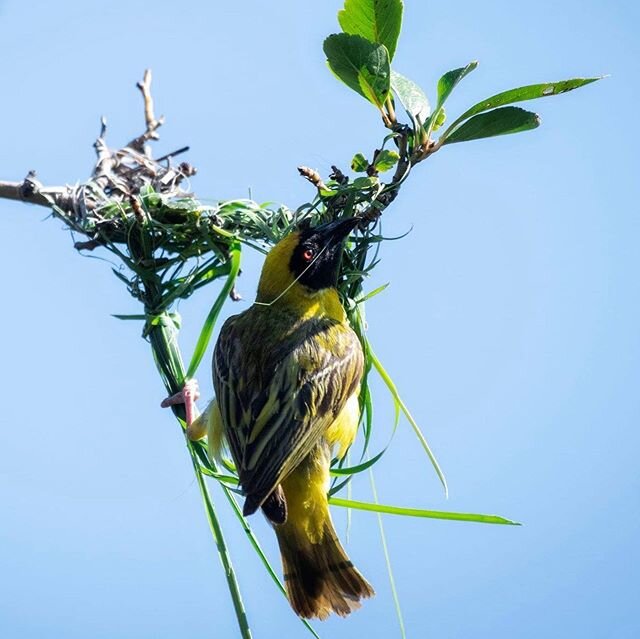 A Southern Masked Weaver builds a nest from start to finish in less than a day. #nature #birdphotography #masked_weaver #africa #wildernessculture #wildlifephotography #mynikonlife #nikontop #nest