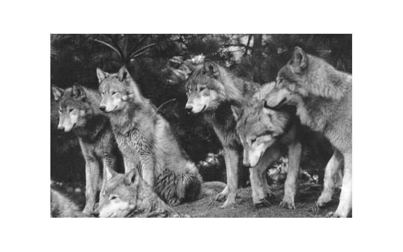 WolfPack.jpg