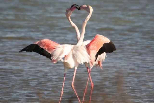 Greater Flamingo.JPG
