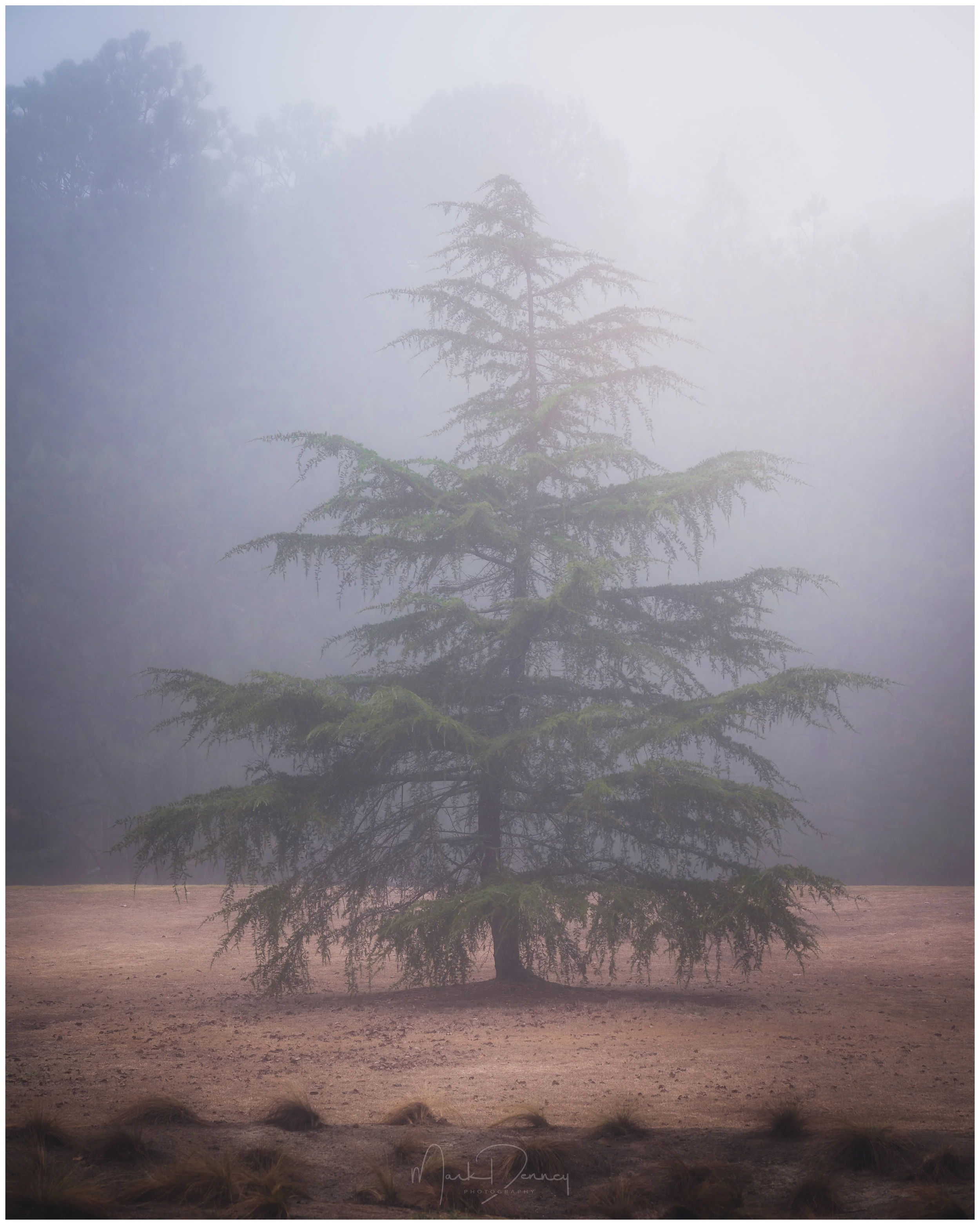 ChristmasTreeW.jpg